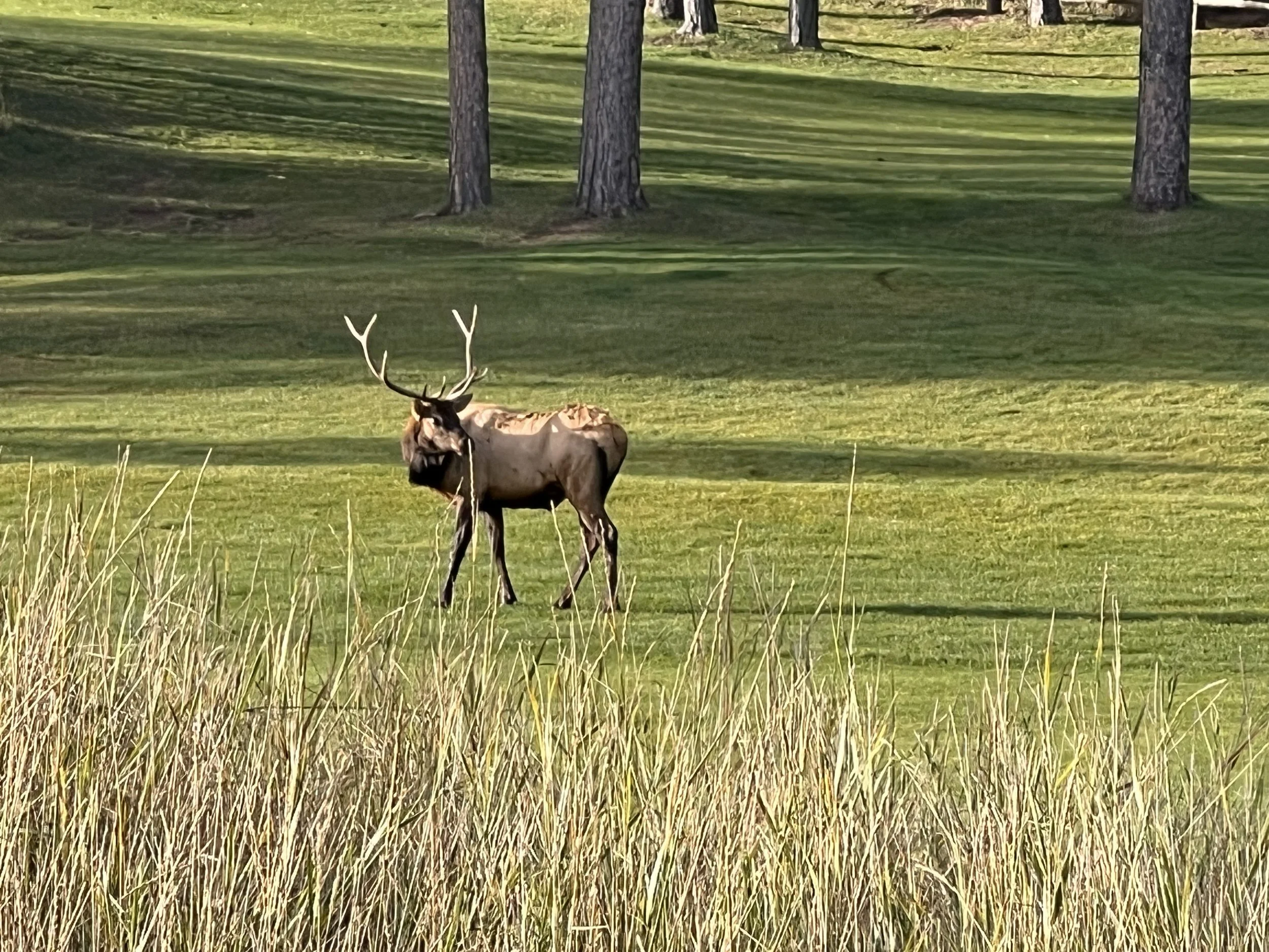 A moose with large antlers standing in a grassy clearing, with trees in the background.