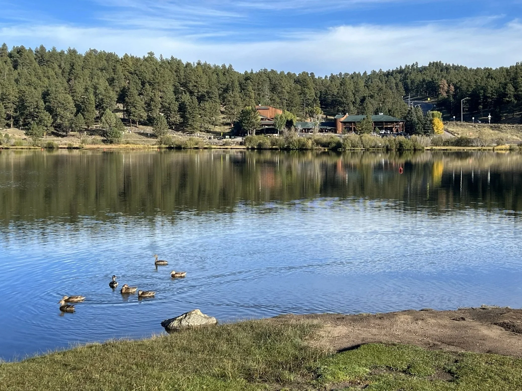 A peaceful lake with ducks swimming near the shore, surrounded by a grassy area and trees, with a hillside and buildings in the background under a partly cloudy sky.