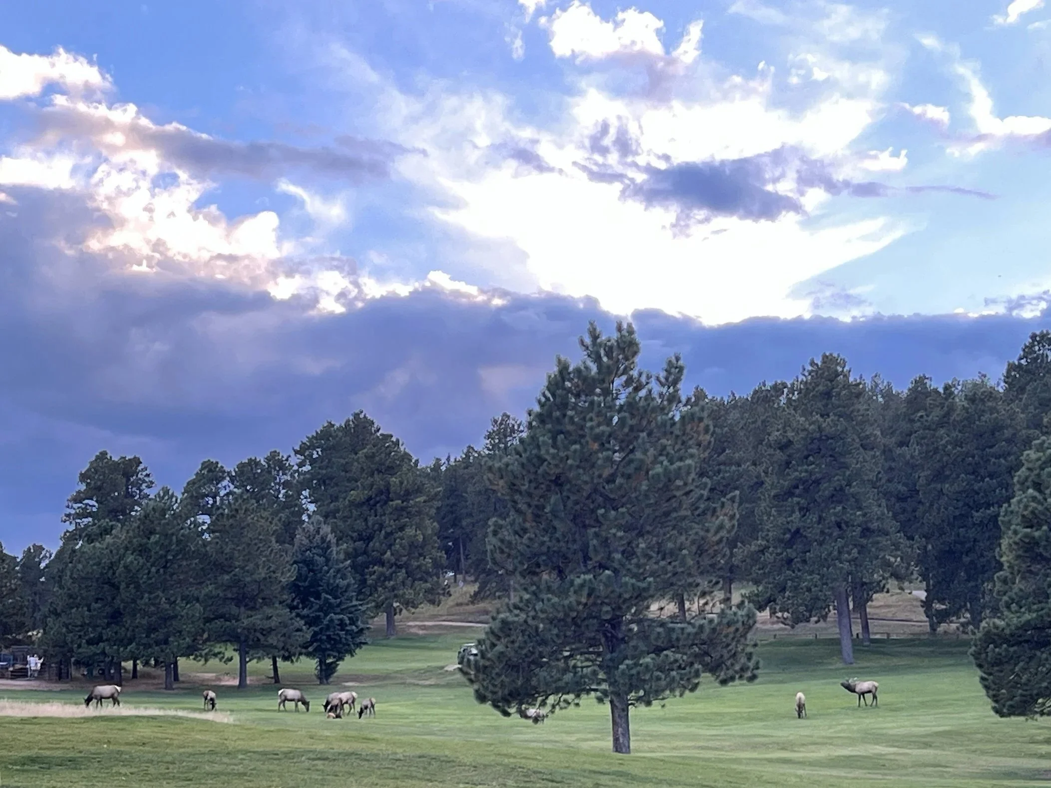 A scenic landscape of a grassy field with trees and a herd of horses grazing, under a partly cloudy sky.