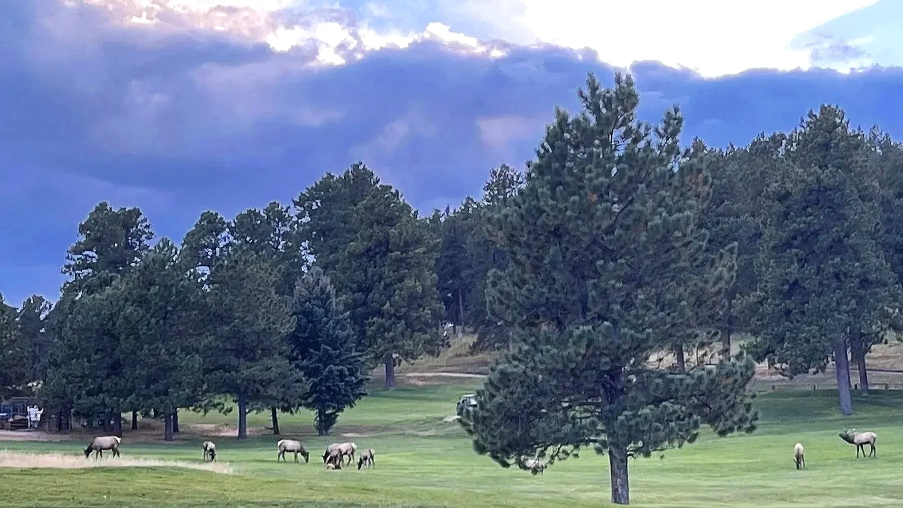 A scenic landscape of a grassy field with trees and a herd of horses grazing, under a partly cloudy sky.