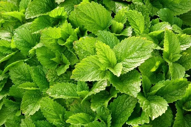 Herbal Support for Anxiety 