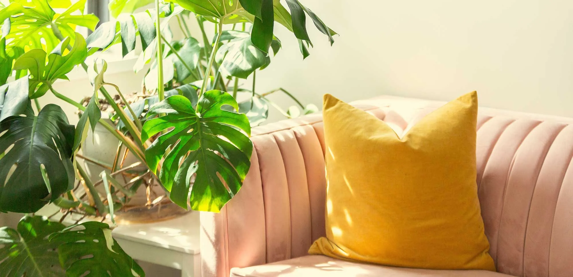 A close-up of a cozy pink velvet sofa with vertical piping, a yellow velvet pillow, and a large green monstera plant with split leaves, in Green Fig's therapy & coaching office in Philadelphia.