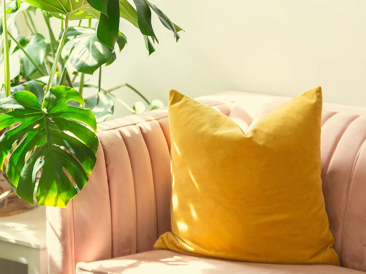 A close-up of a cozy pink velvet sofa with vertical piping, a yellow velvet pillow, and a large green monstera plant with split leaves, in Green Fig's therapy & coaching office in Philadelphia.