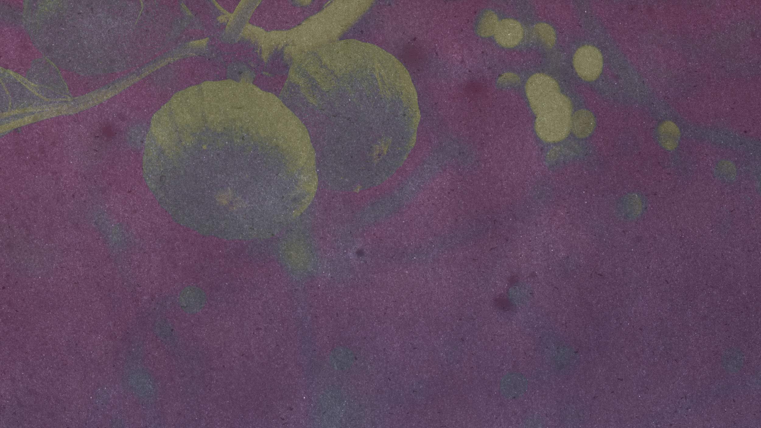 Close-up image of purple-colored surface with greenish, faintly yellowish fruits and small round objects, possibly seeds or berries, attached to a stick or stem.