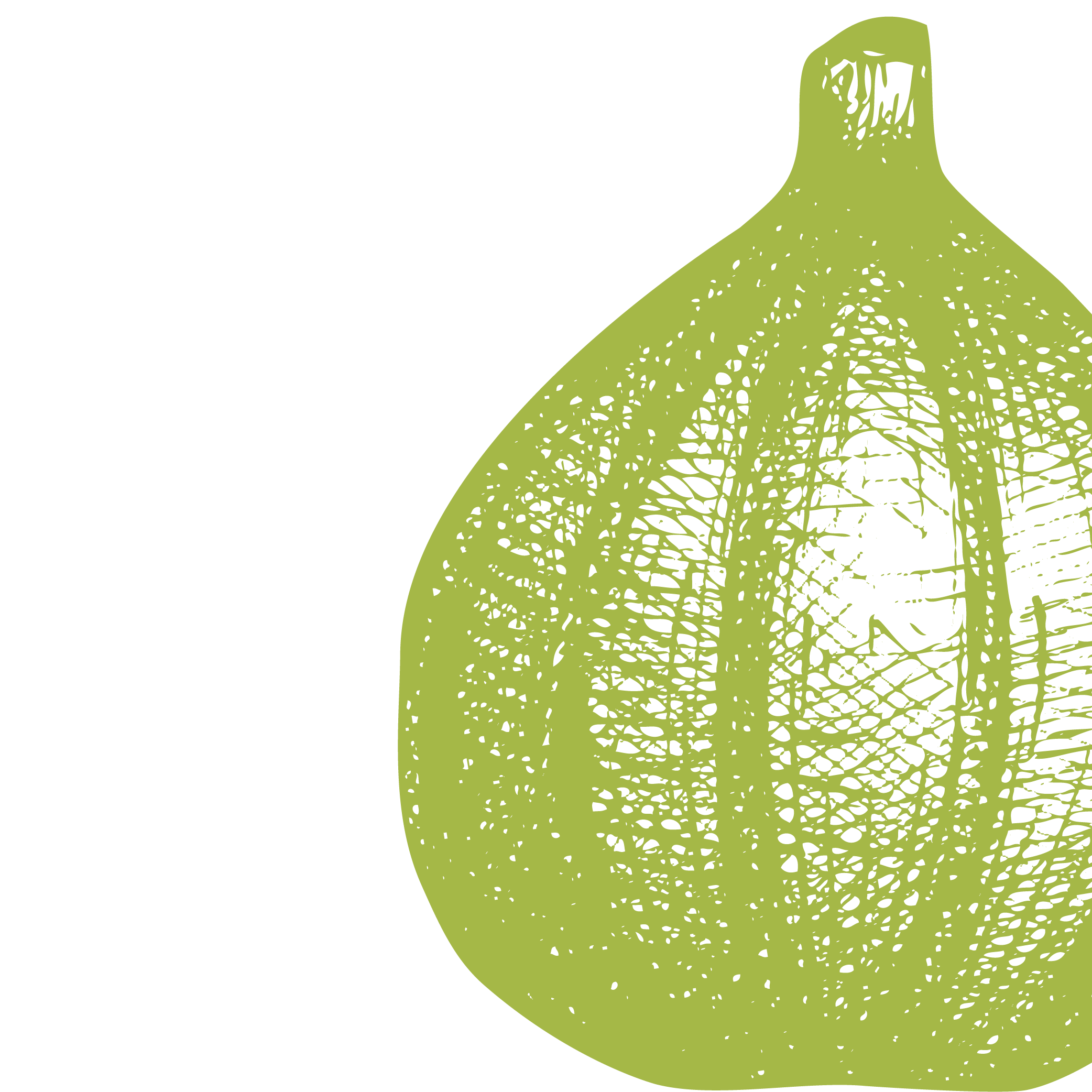 Graphic illustration of a green fig, in a crosshatch style.