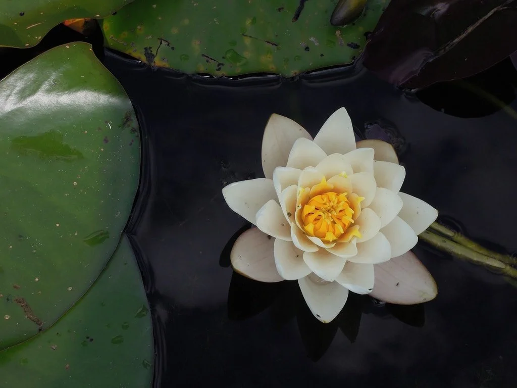 A white lotus with yellow center floating on dark water, surrounded by green lily pads.