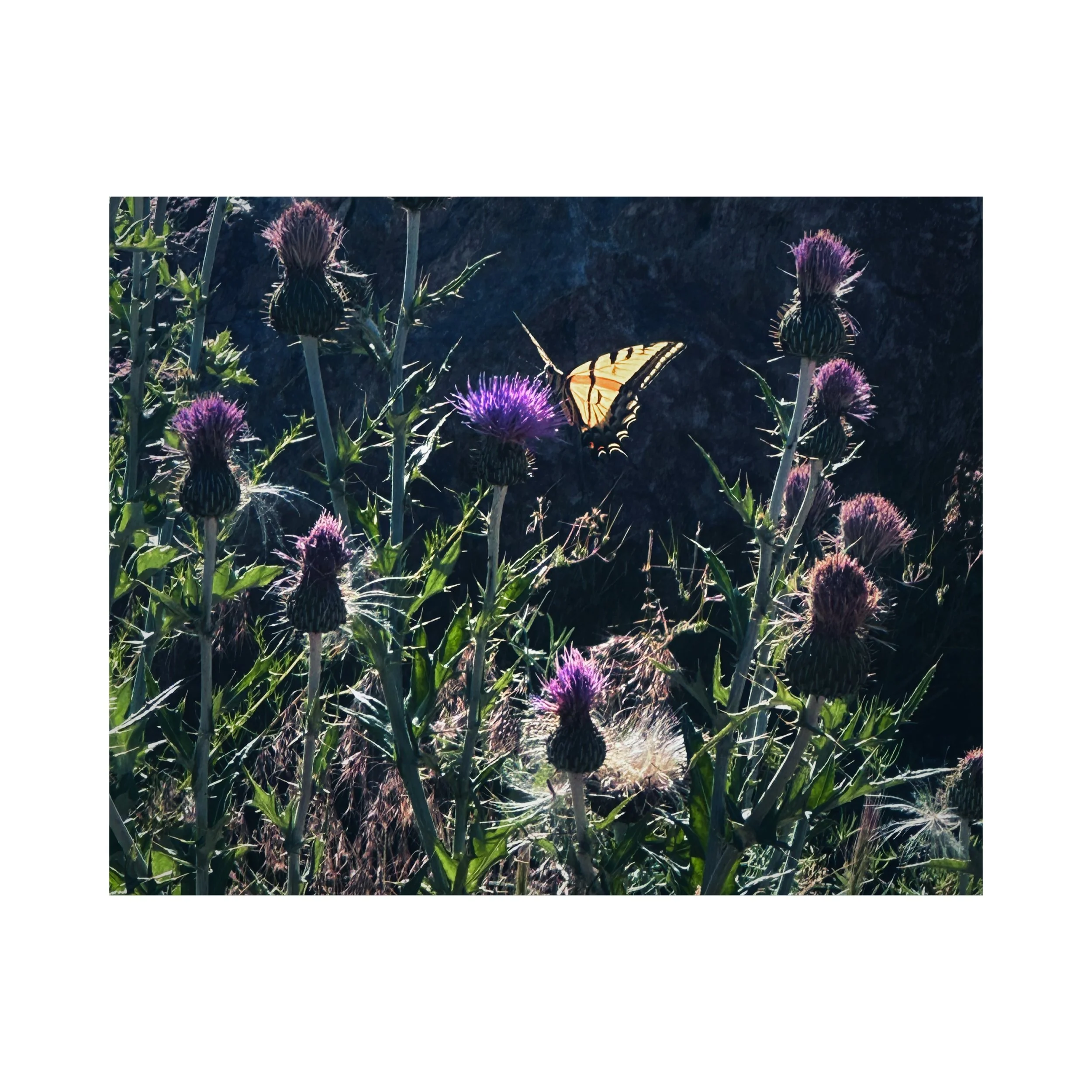 Yellow butterfly landing on purple flower with wings spread