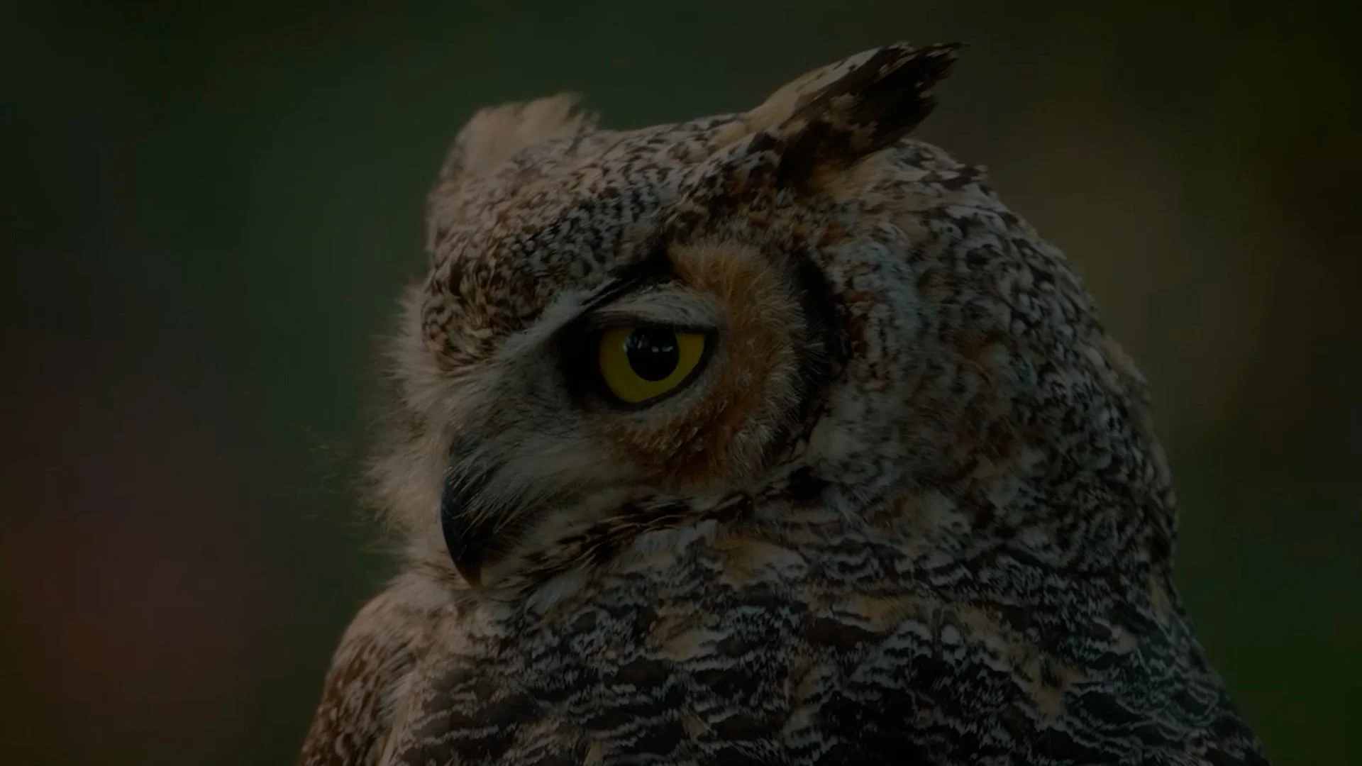 owl.jpg
