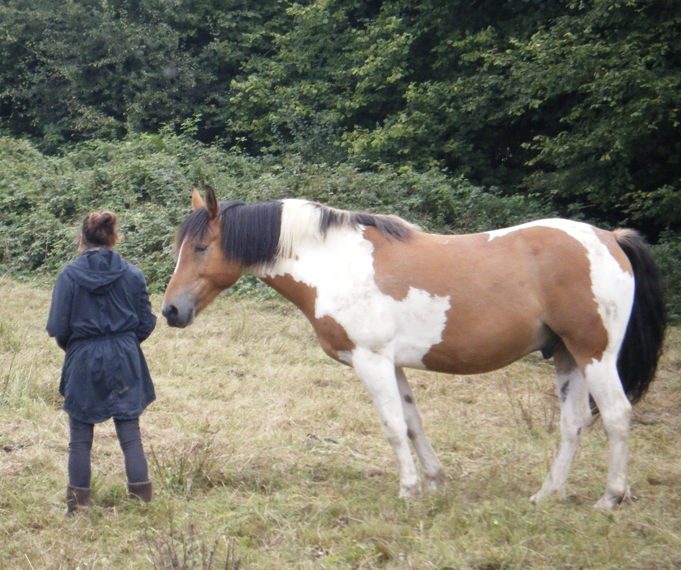 A person with their hair tied up wearing a dark jacket stands near a brown and white pinto horse in a green outdoor area with dense trees in the background.