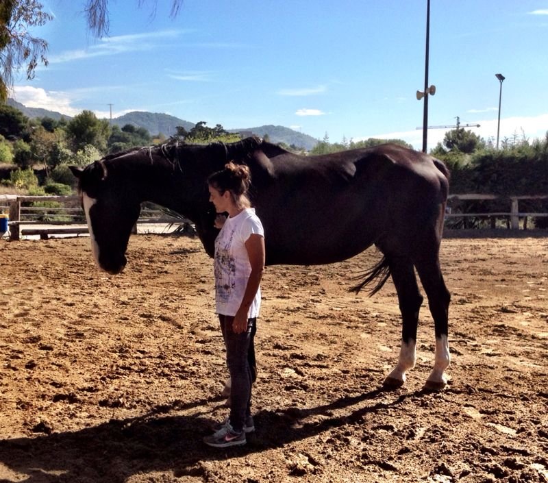 A person standing in front of a large black horse in an outdoor arena with mountains and trees in the background.