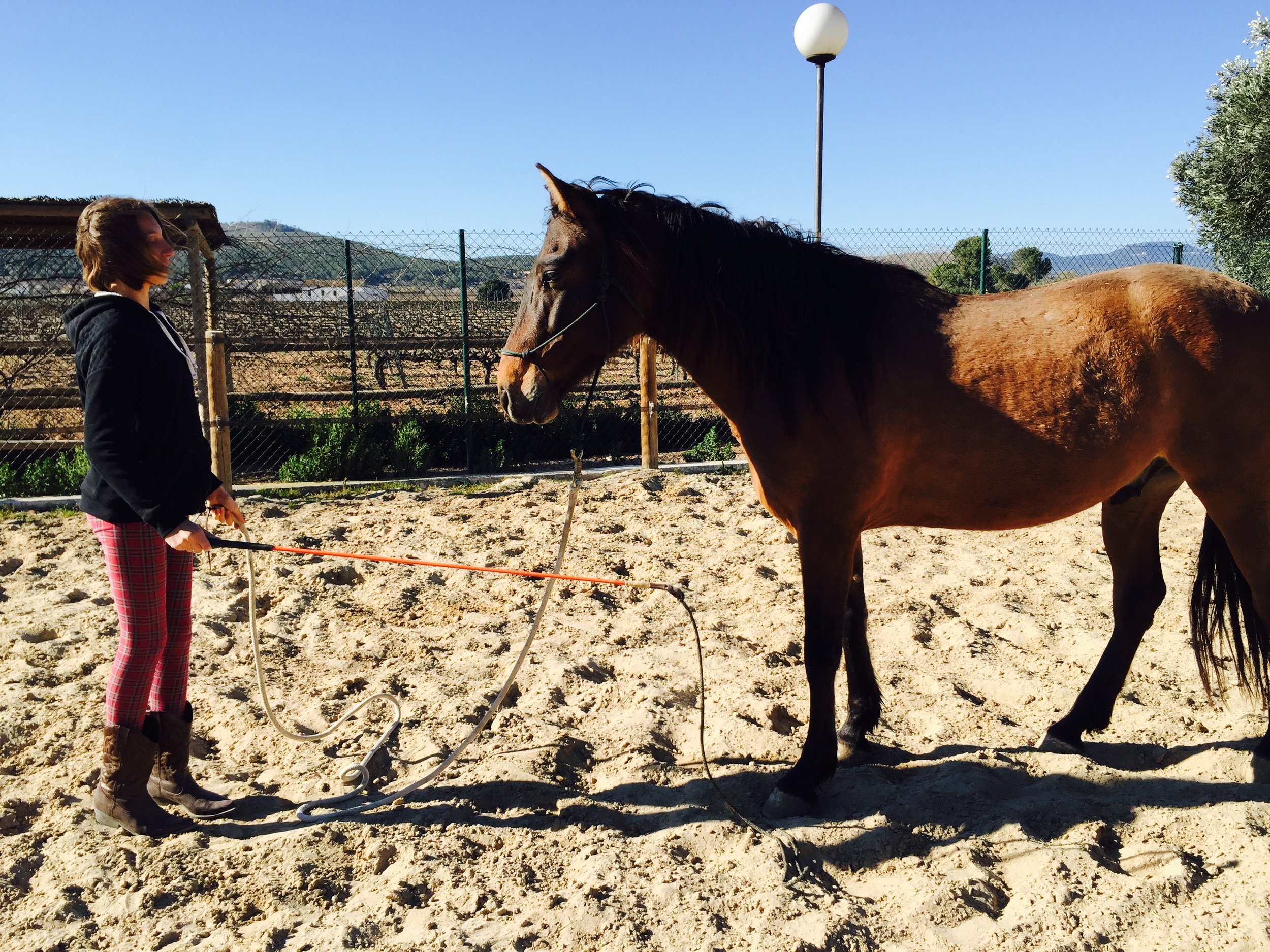 A woman with brown hair, wearing plaid pants and boots, holding a whip, standing next to a brown horse with a black mane, in an outdoor sandy enclosure with a fence and a lamp post, with hills and trees in the background.