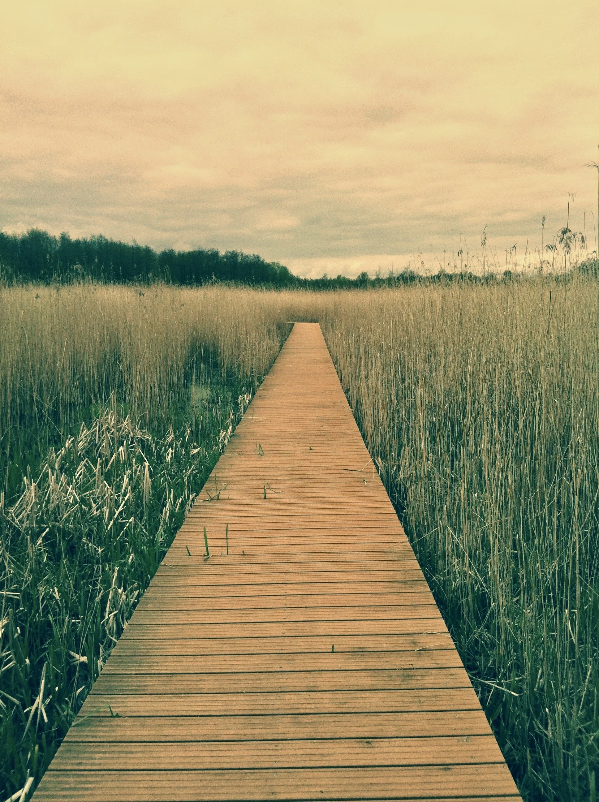 Wooden boardwalk running through tall grass in a wetland area with trees visible in the background under a cloudy sky.