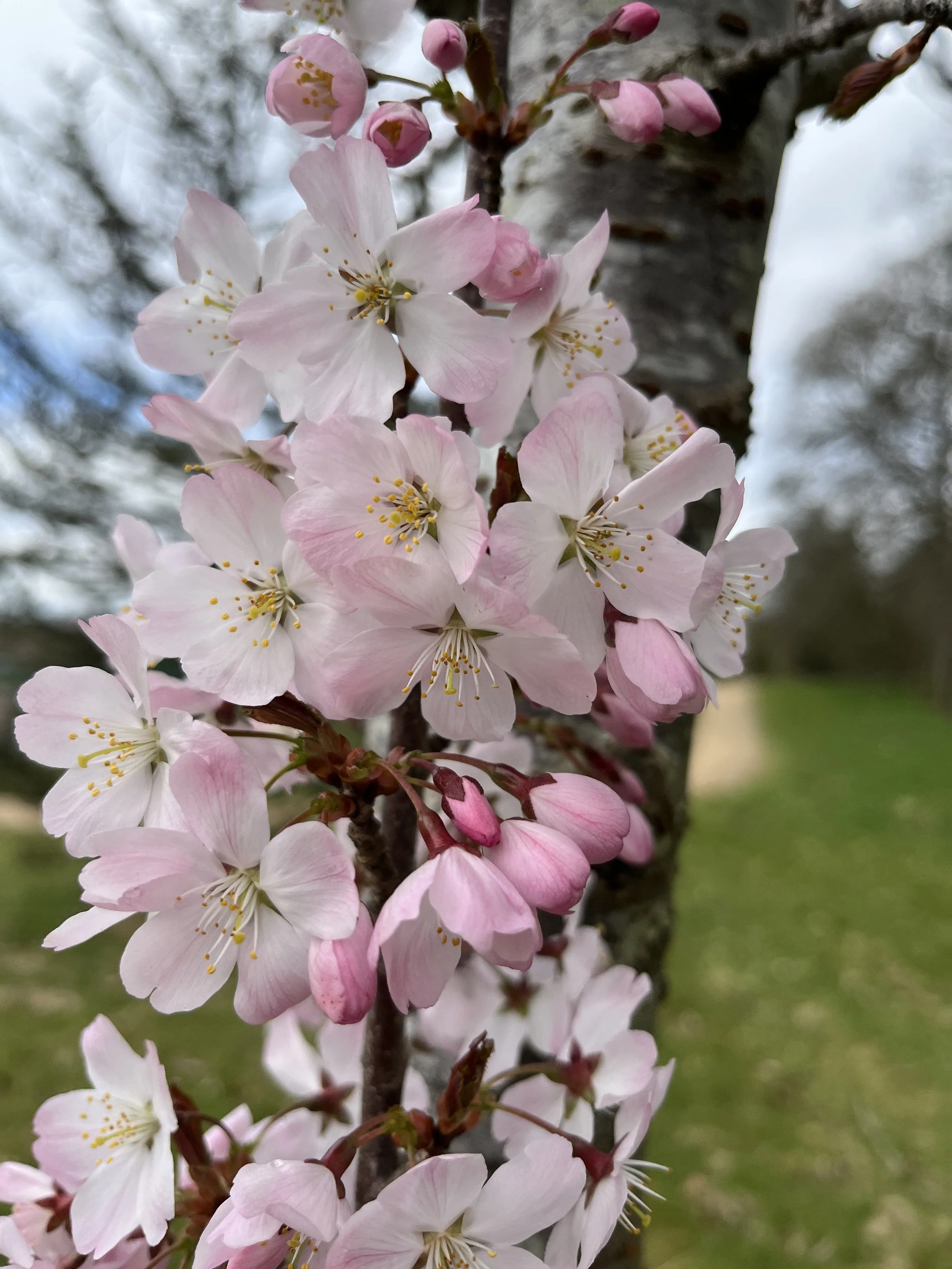 Geometric drawing of an outline square with sections divided by vertical, horizontal, and circle lines.