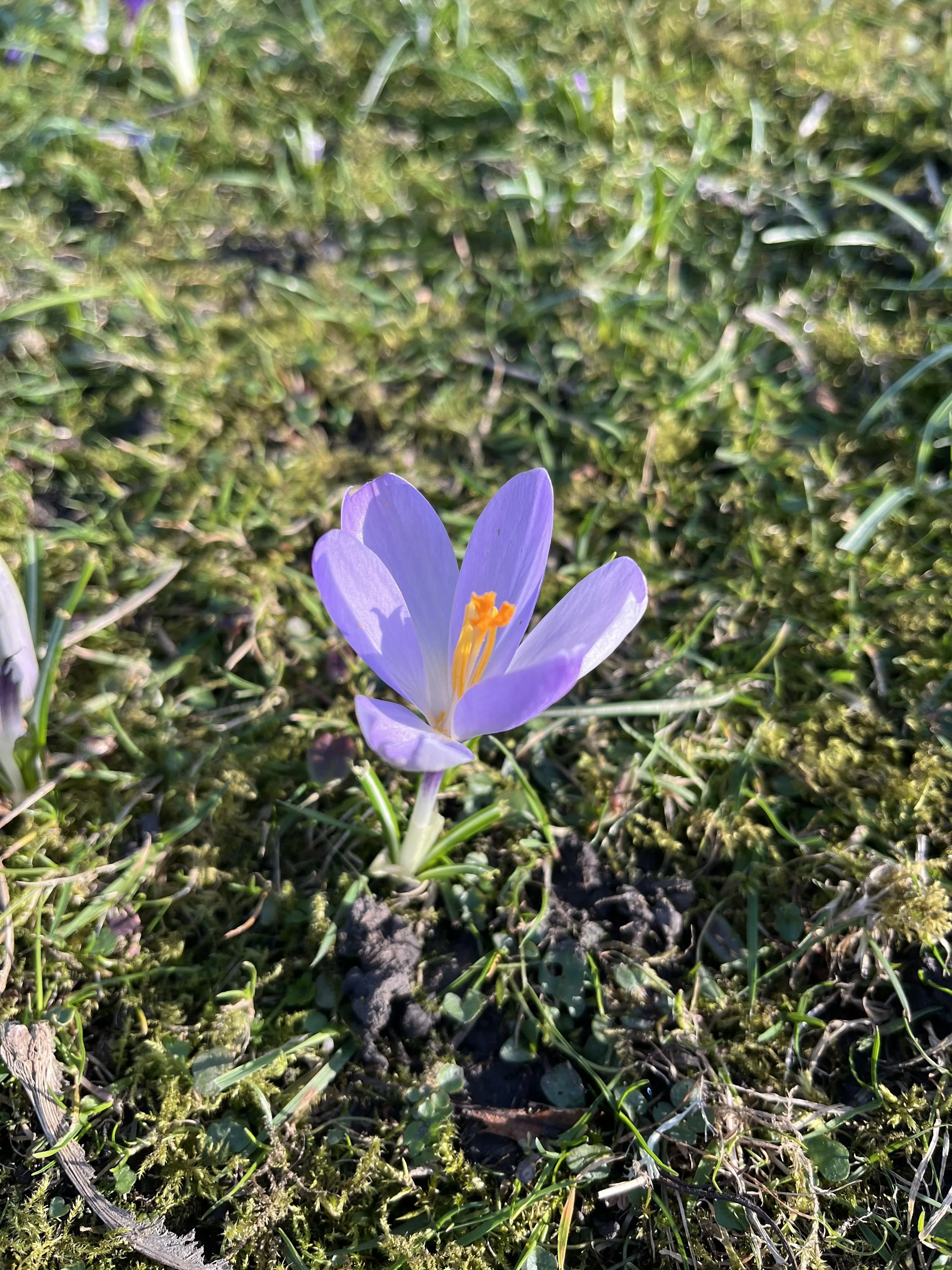 Geometric drawing of an outline square with sections divided by vertical, horizontal, and diagonal lines.