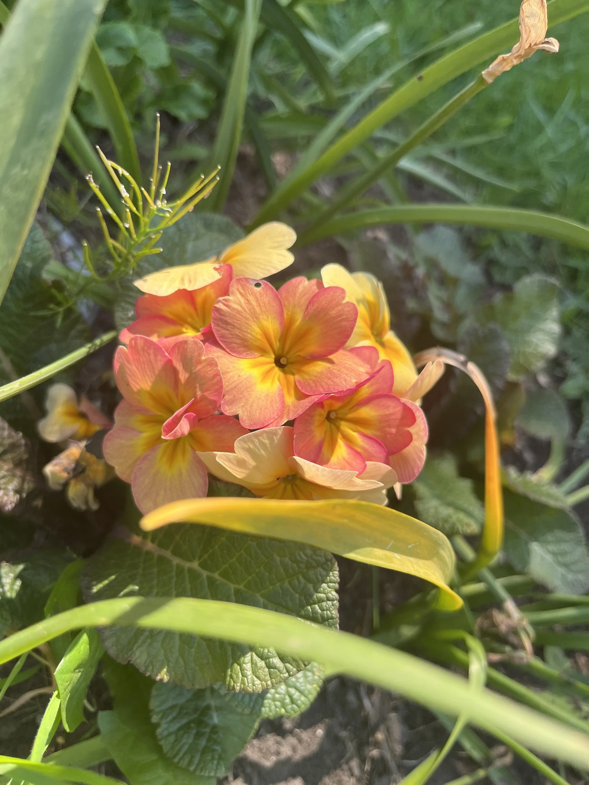 e with sections divided by vertical, horizontal, and half circle lines.