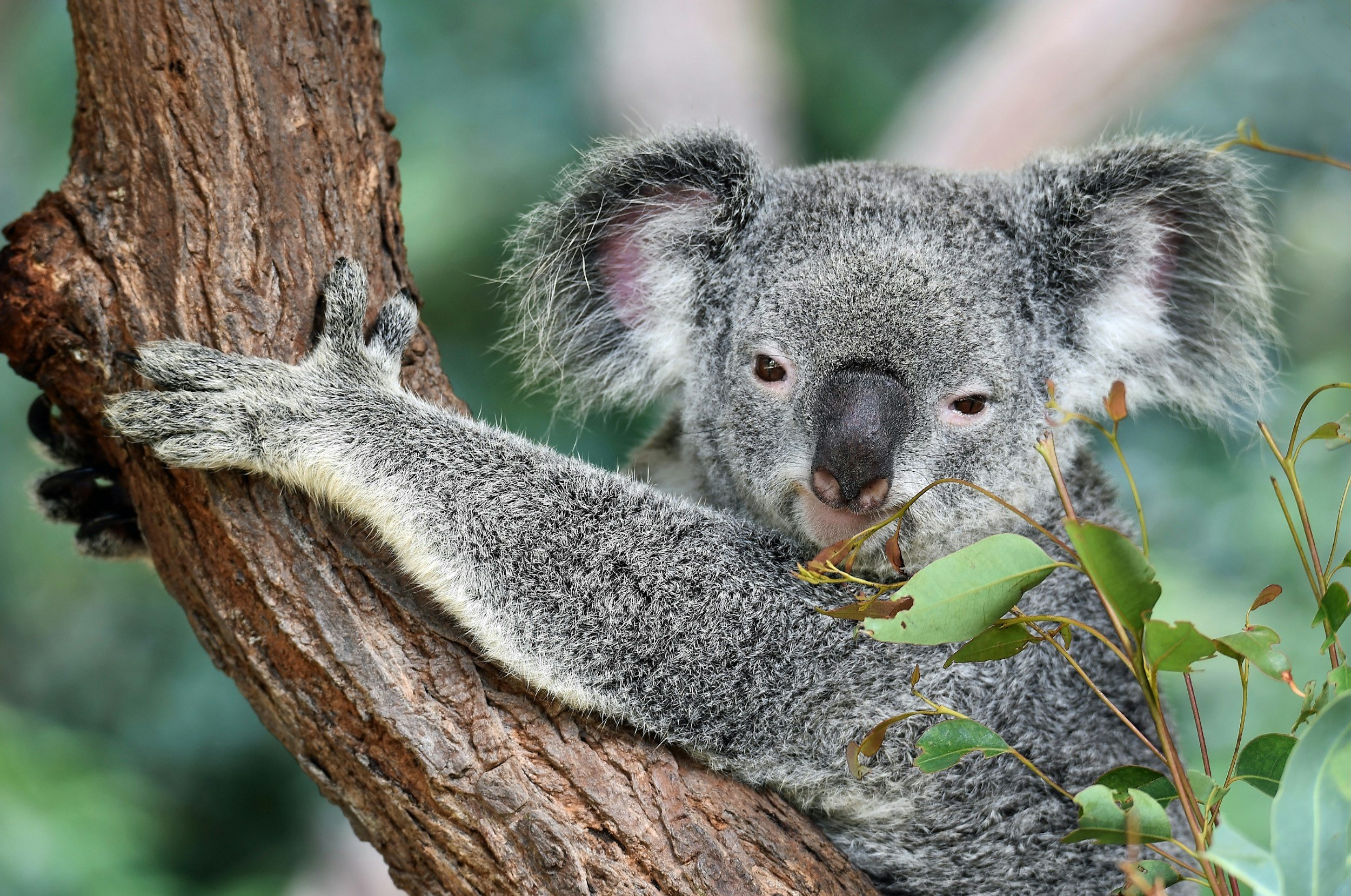A koala bear clinging to a tree trunk with green leaves around it.