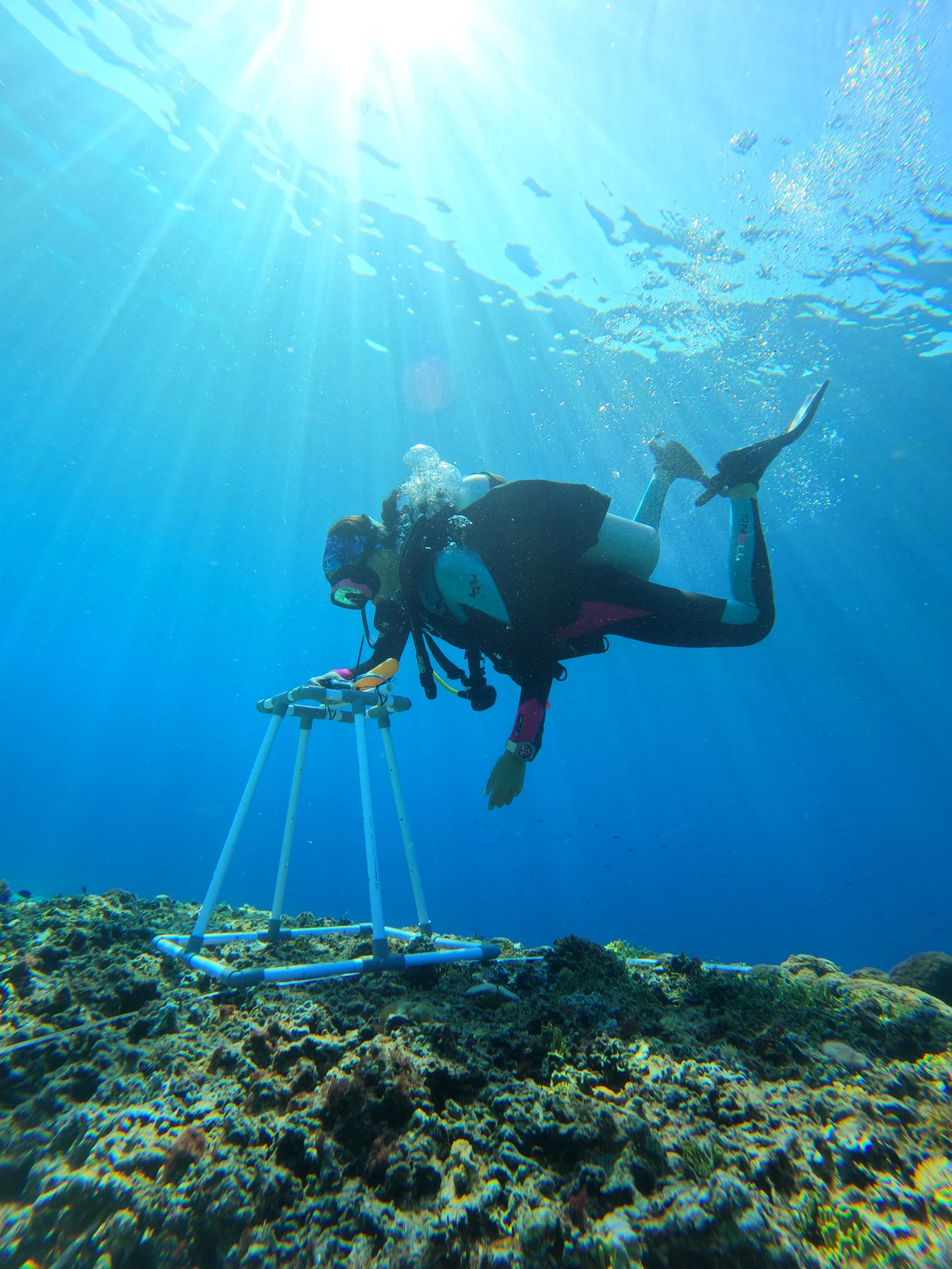 Coral Restoration Intern