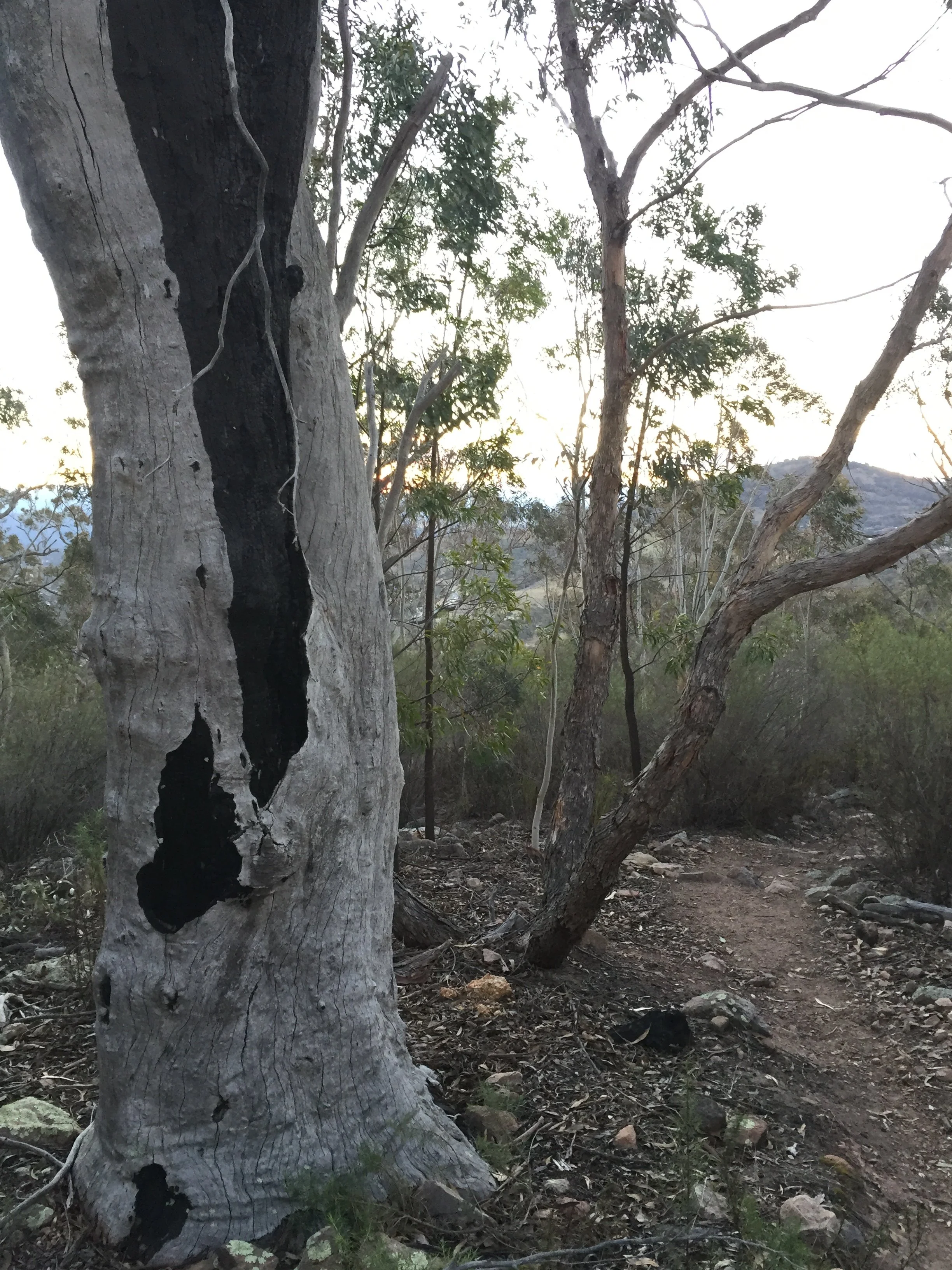 Australian woodland that Jac feels most part of