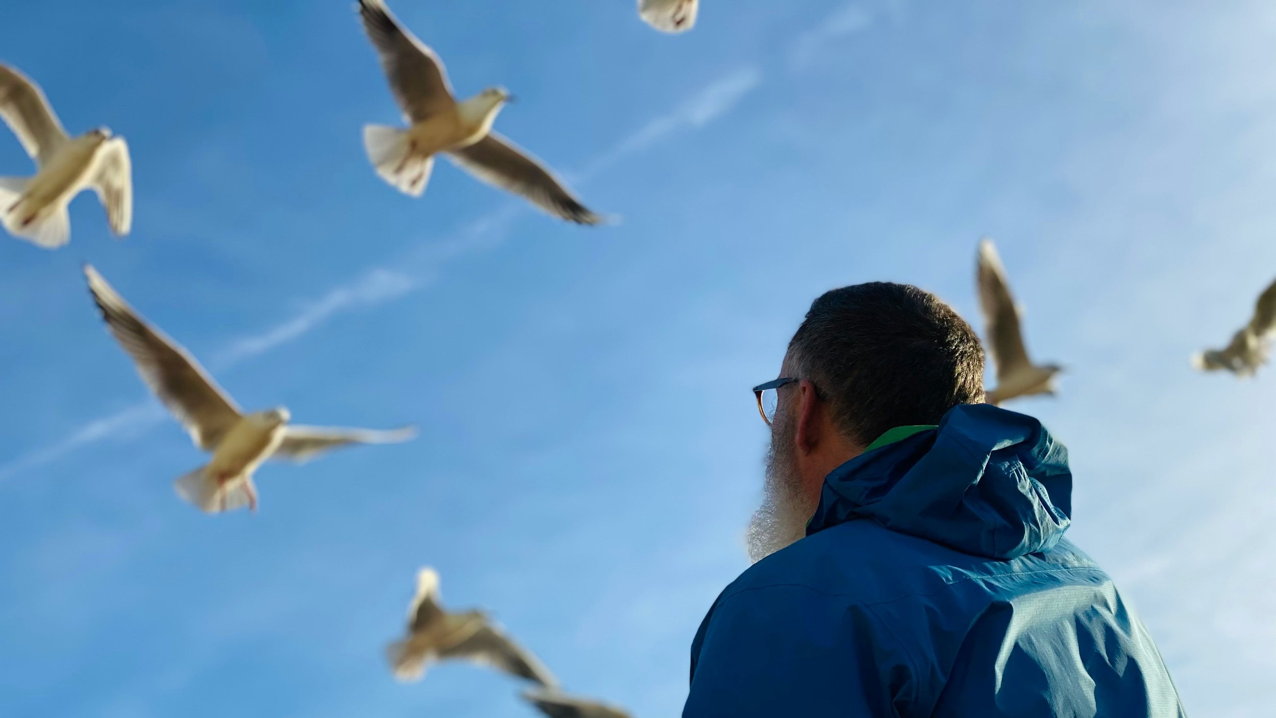 Man grey beard waterproof jacket looking at birds close overhead