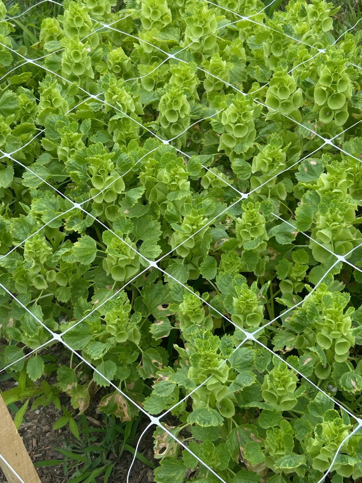 Foliage Bucket