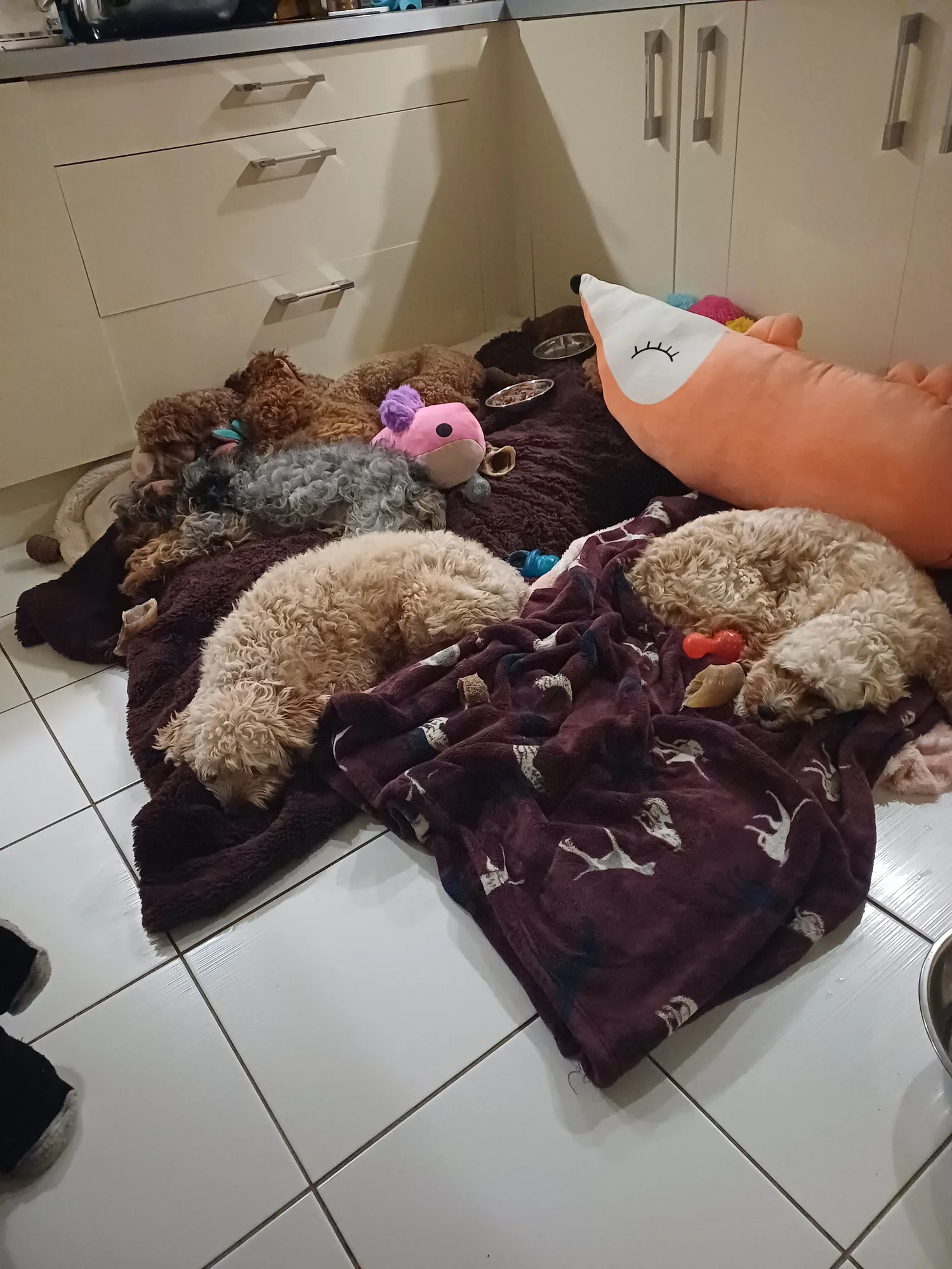 WORRY-FREE- PUPS BASED IN SCOTLAND