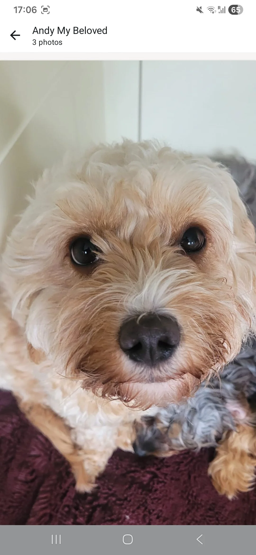 WORRY-FREE- PUPS BASED IN SCOTLAND