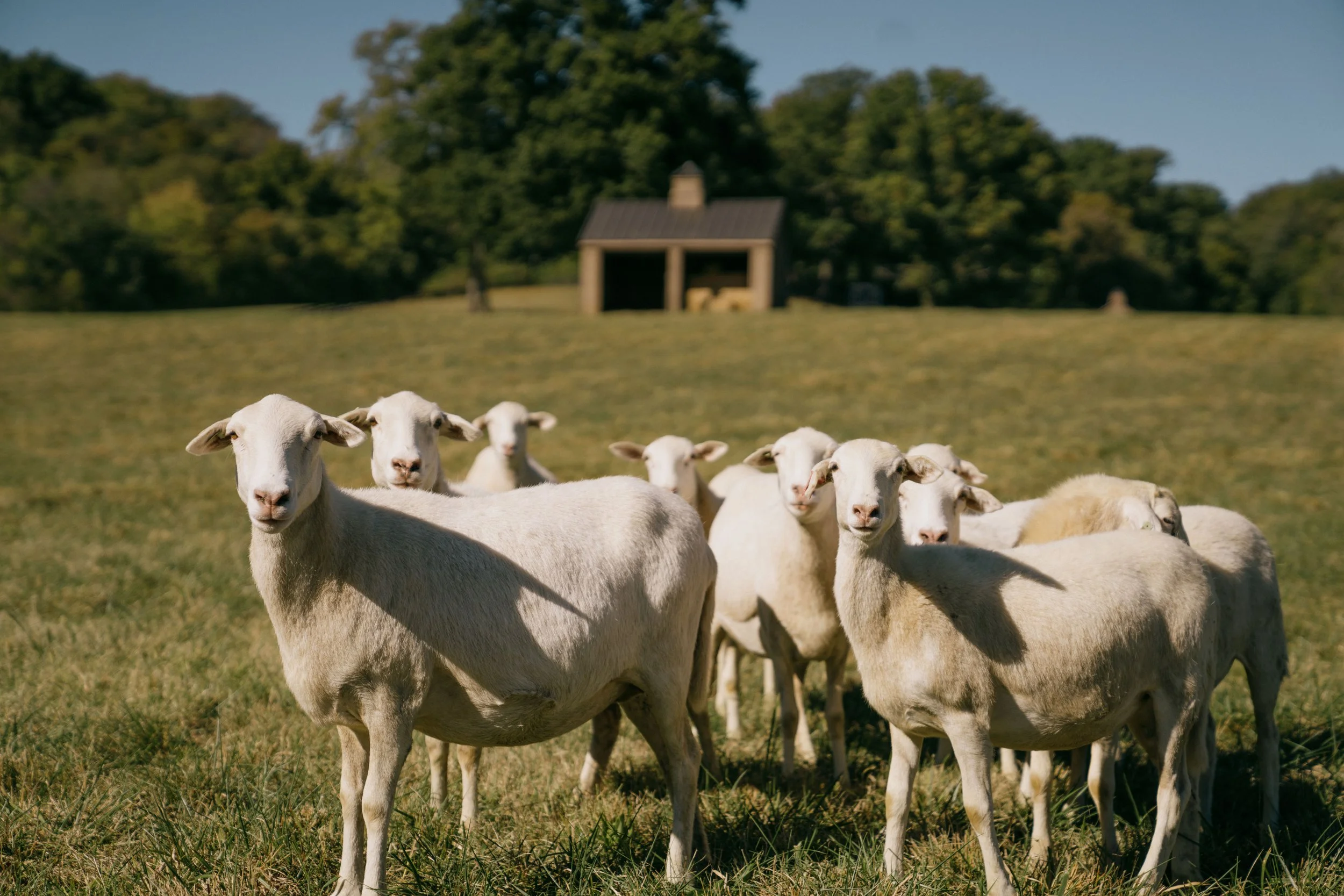 Woods Barns-6.jpg