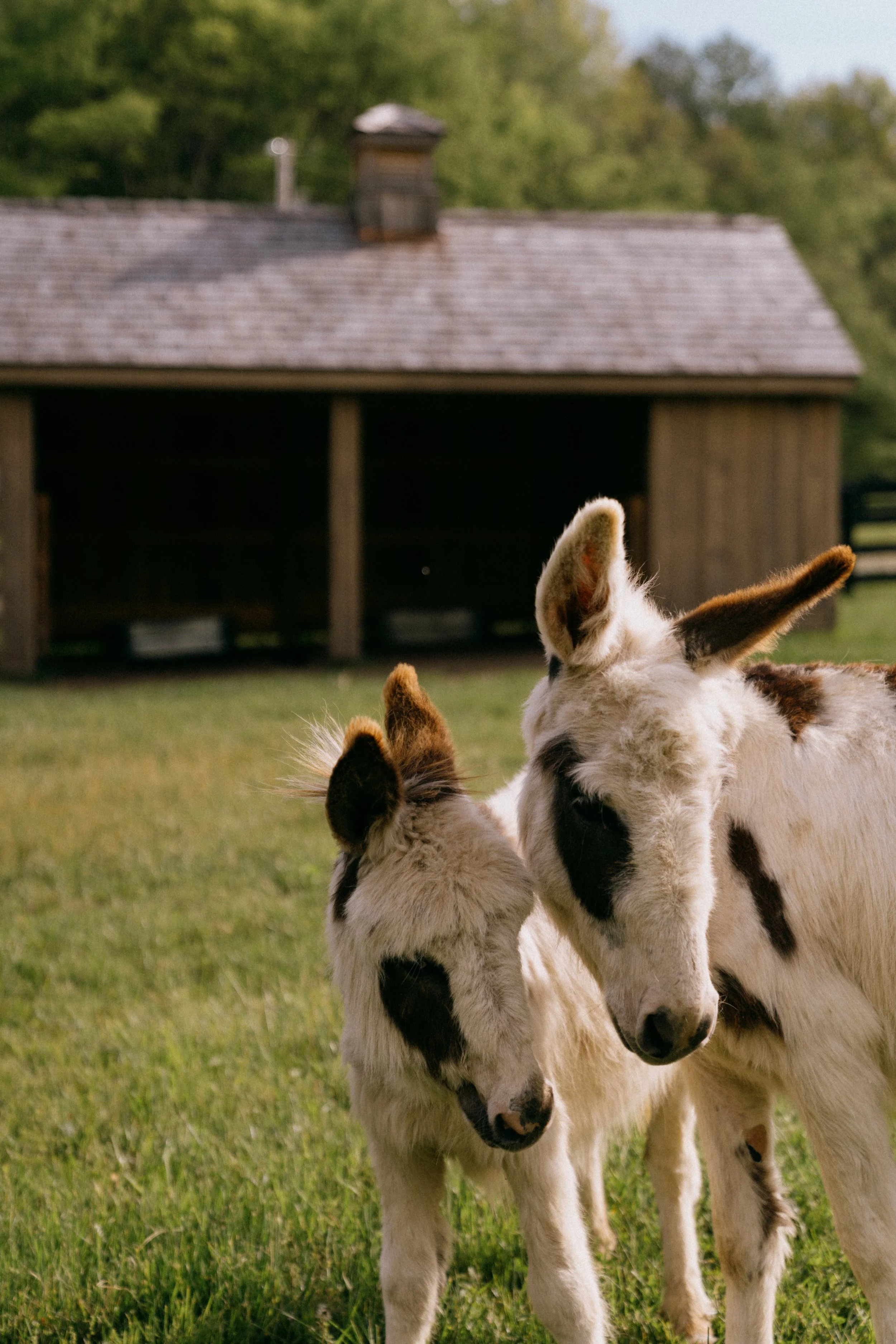 sparkman booty barn-11.jpg