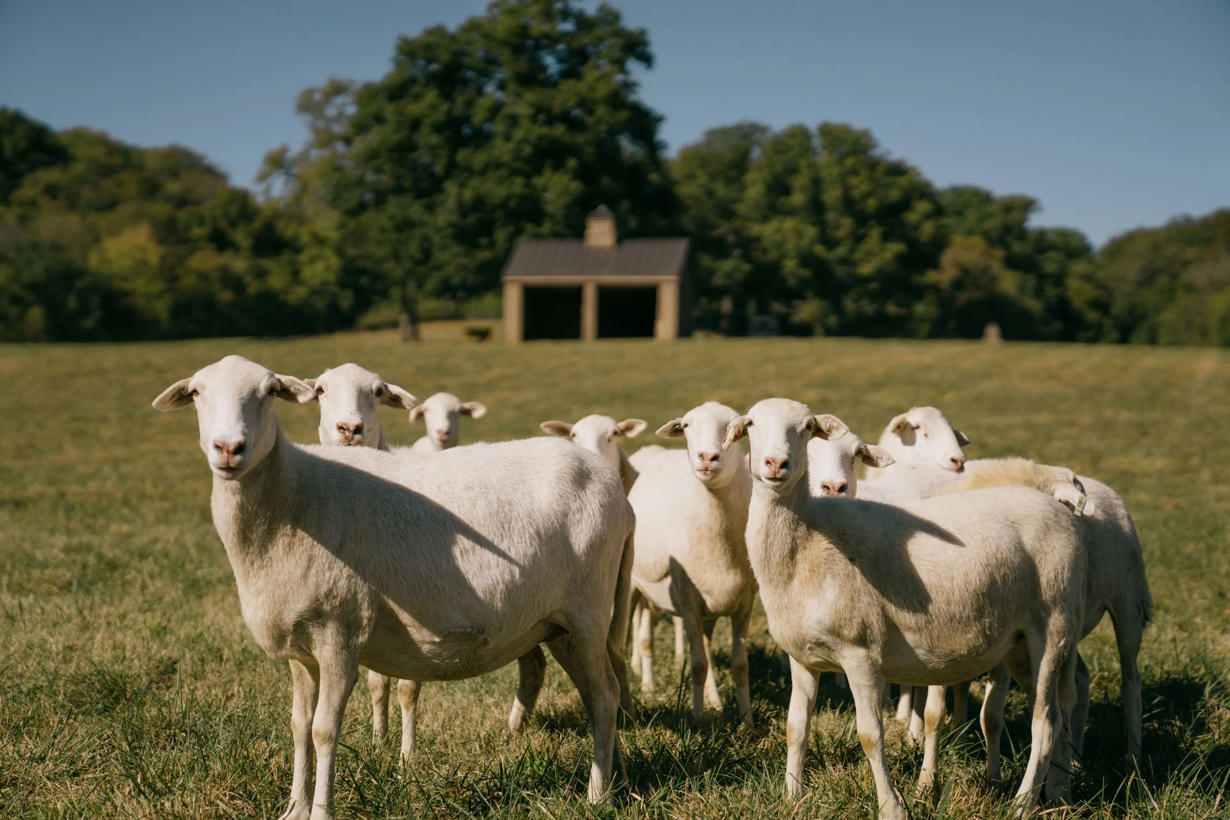 Woods Barns-7.jpg
