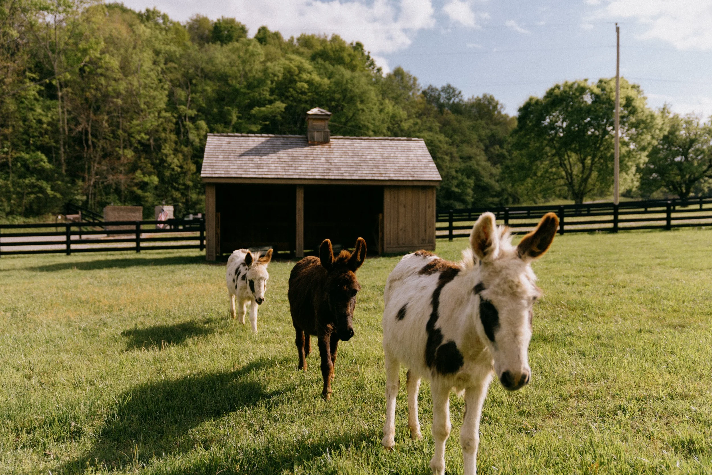 sparkman booty barn-12.jpg