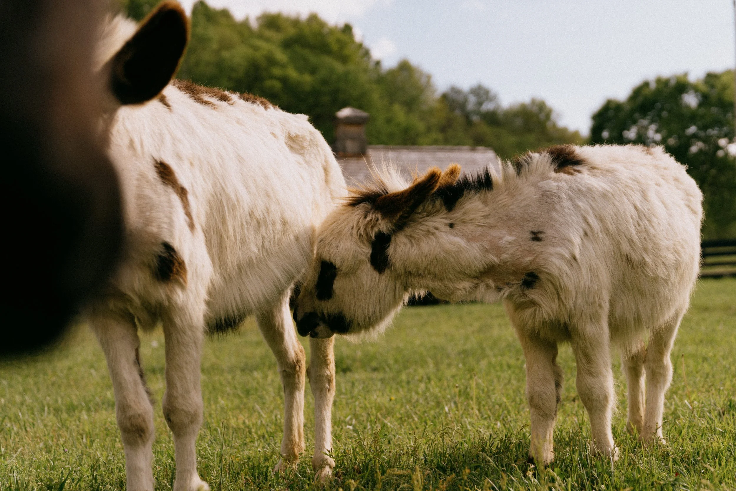Three calves grazing on green grass in a farm field with trees and a house in the background.