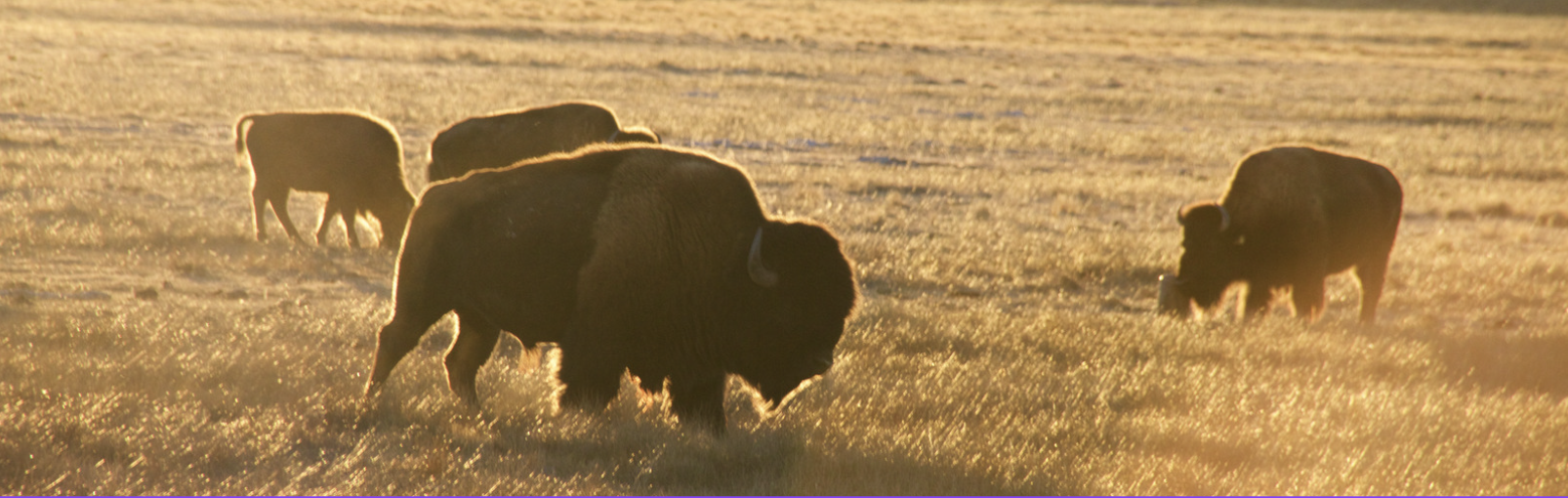 A herd of bison grazing on plains during sunset or sunrise.