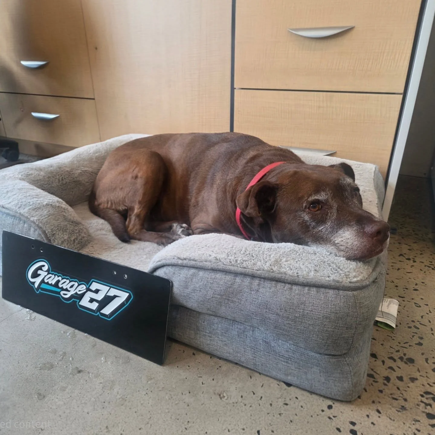 Meet today's Workshop Supervisor 🐾
Zero mechanical skills, elite snack detection .

#Garage27 #CarrumDowns #shopdog #LocalBusiness #MorningtonPeninsula