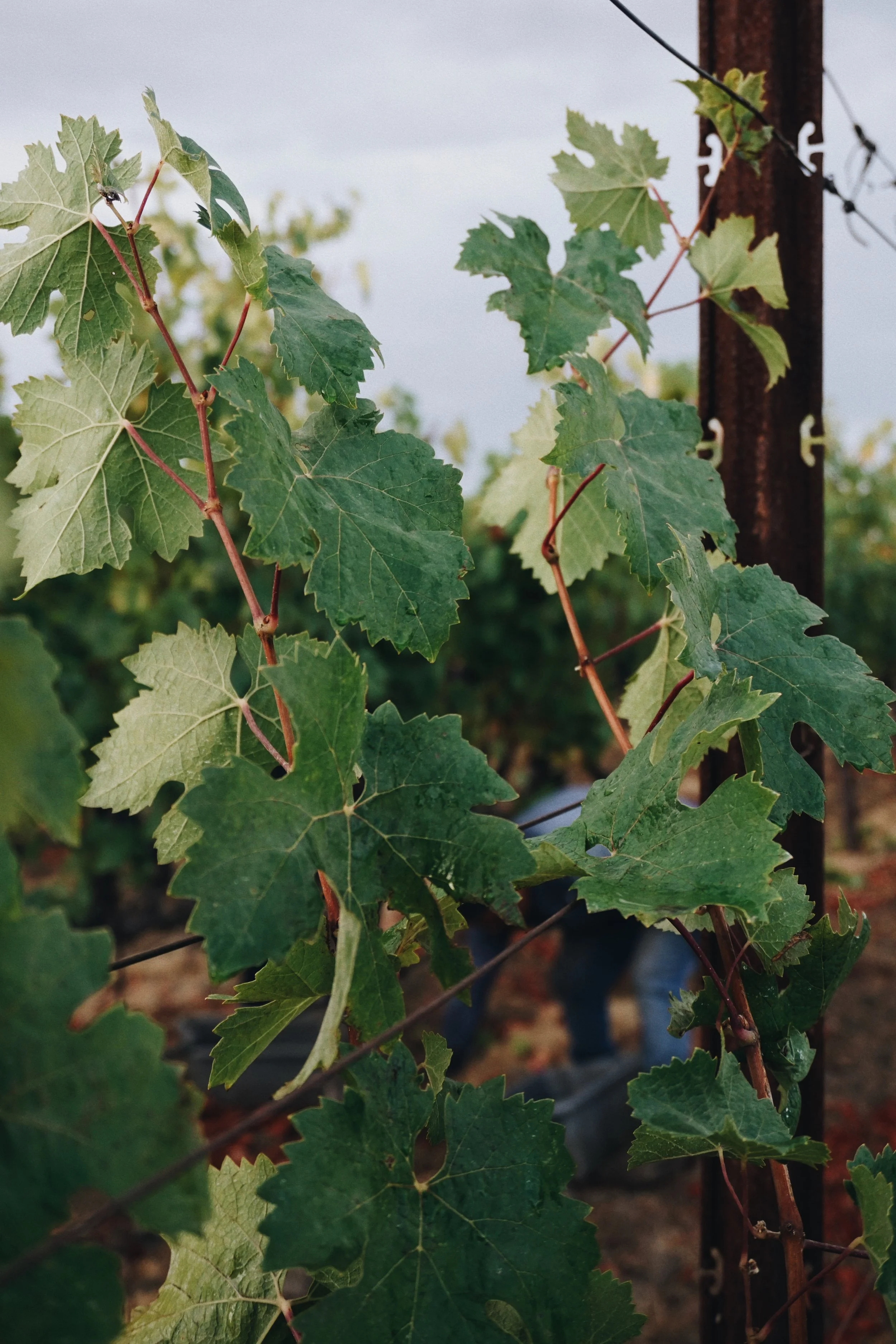 Close-up of green grapevine leaves growing on a trellis with a rusty metal post in the background.