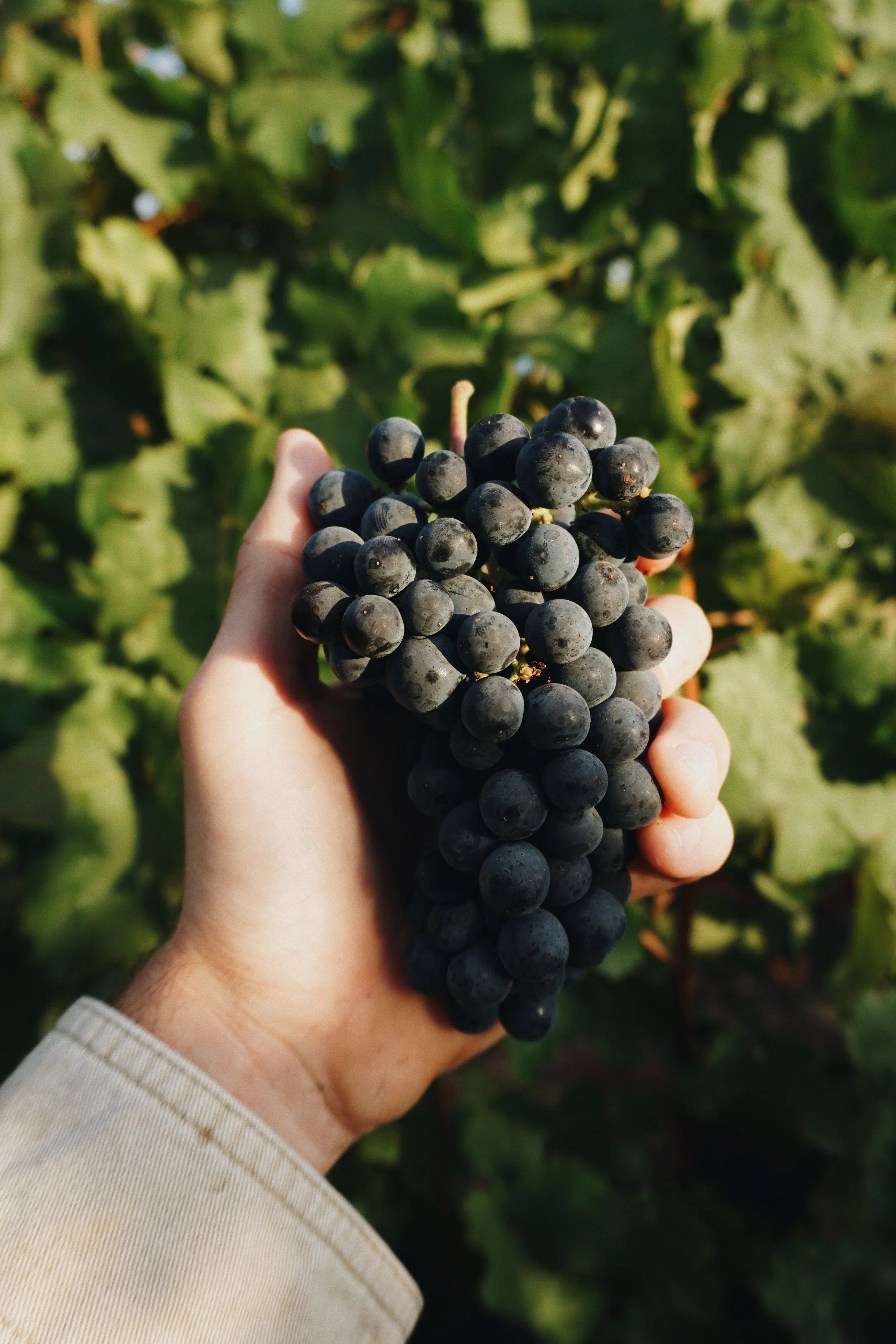Hand holding a bunch of ripe dark purple grapes in a vineyard.