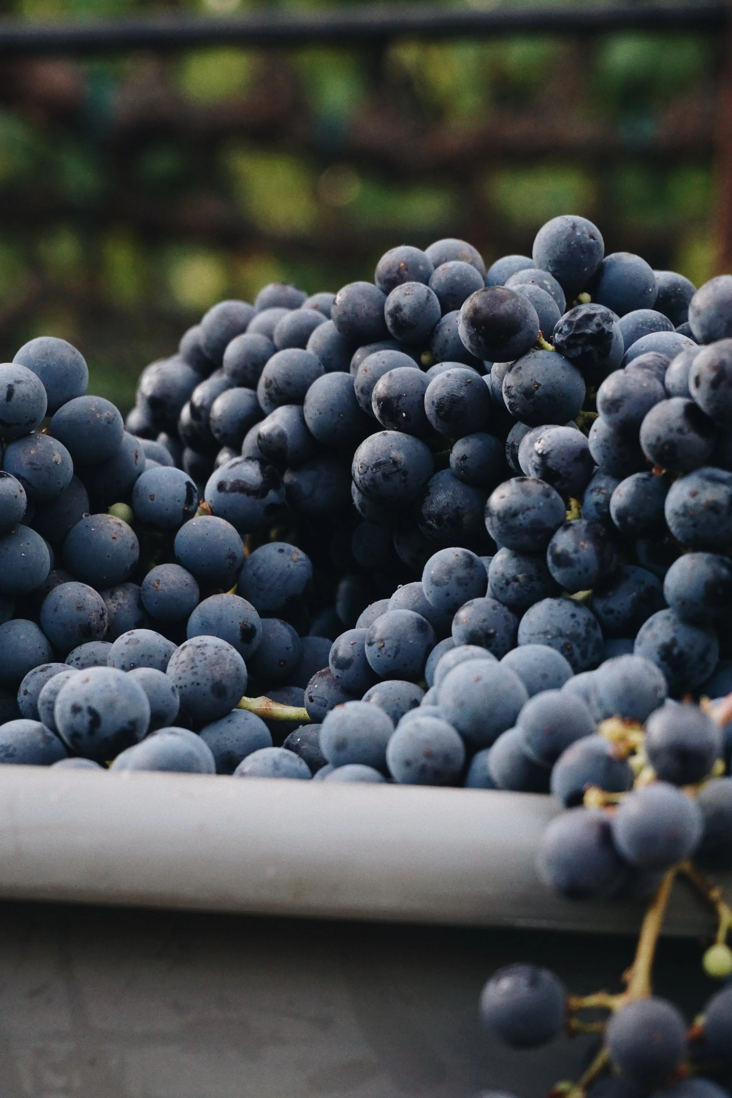 Close-up of a bunch of black grapes on a vineyard or table.