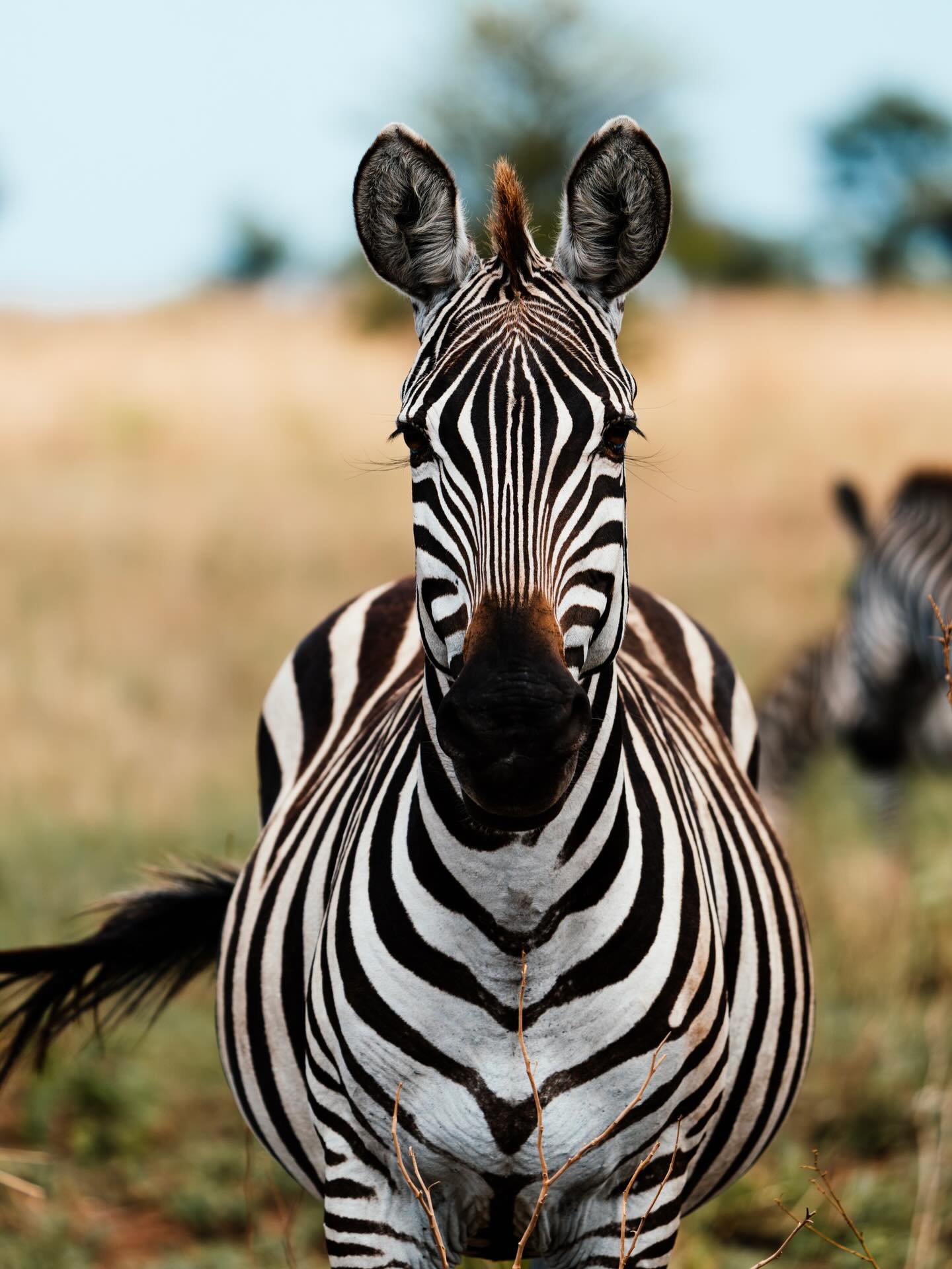 As unique as a human fingerprint. A zebra&rsquo;s striking geometry is an entirely singular design that, when grouped together, transforms into a brilliant optical illusion. A reminder that in the wild, the most breathtaking art is simply a tactic fo