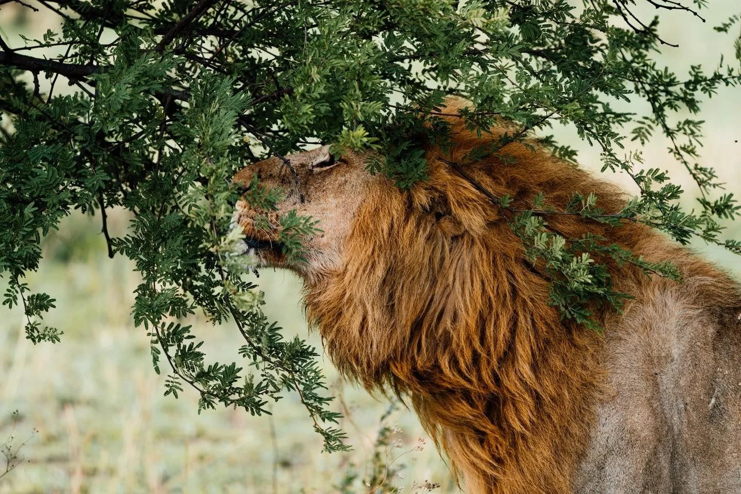 Redefining royalty on the savanna. The intricate division of labor within the pride is anchored by complementary roles: the lionesses serve as the primary strategic huntresses, executing the kill, while the magnificent males act as the ultimate guard