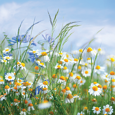 Spring Allergy Survival Guide