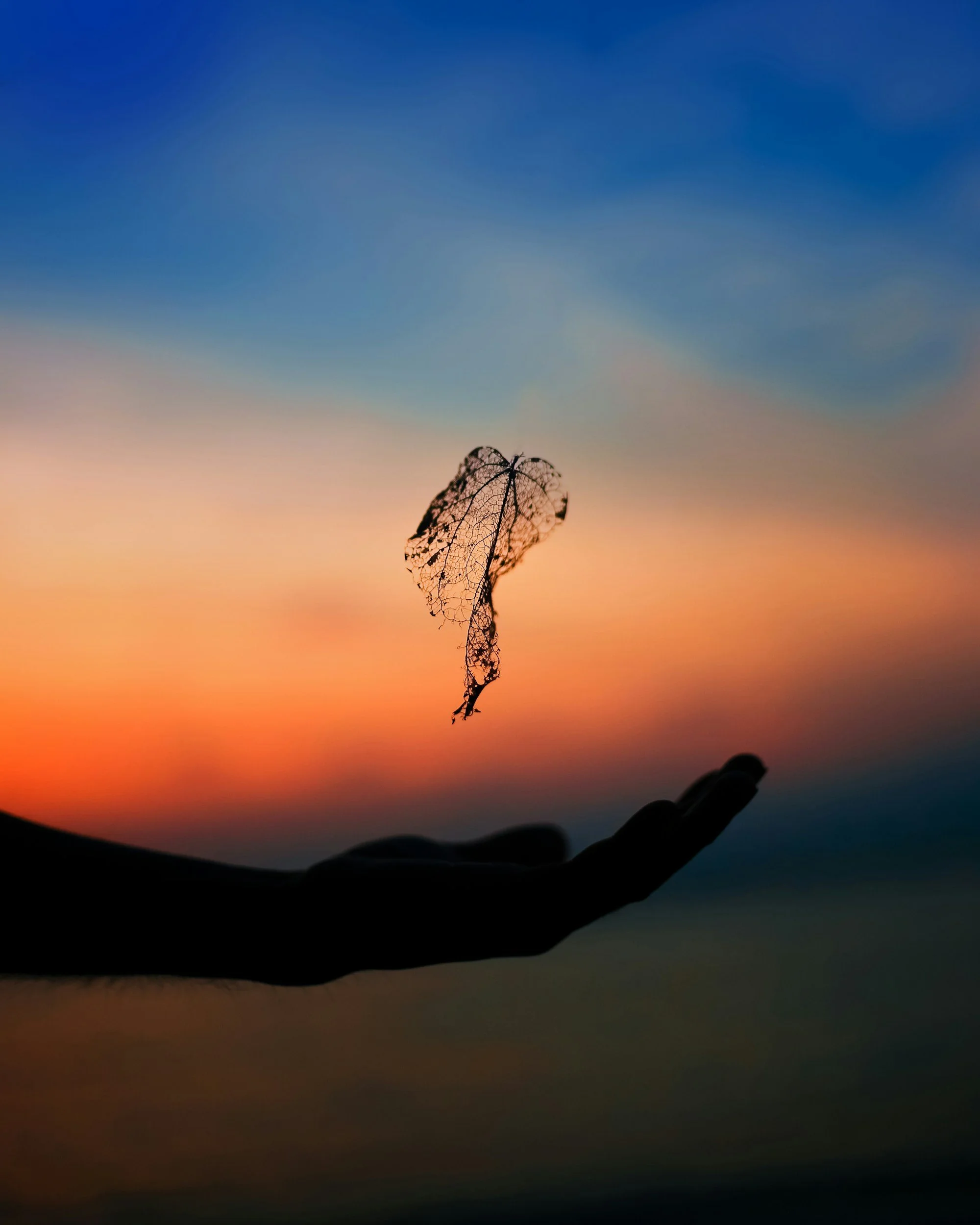 Decaying leaf hovering above hand on a sunset background.
