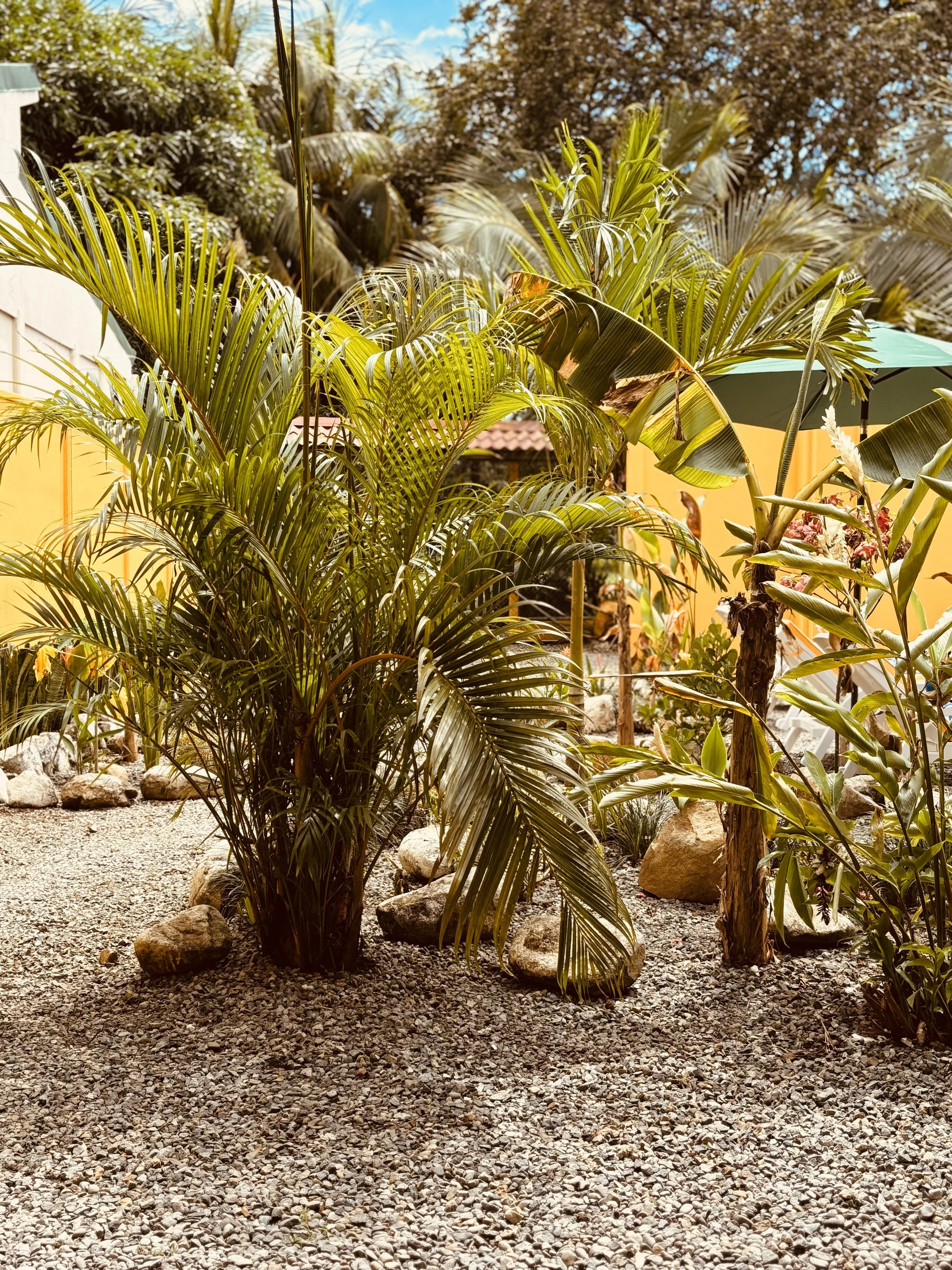 A desert garden featuring various palm trees and rocks with a gravel ground, a yellow wall, and a green umbrella in the background.