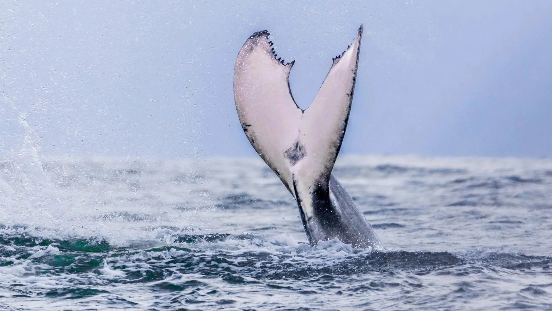 When Is Whale Watching Season in Uvita, Costa Rica?