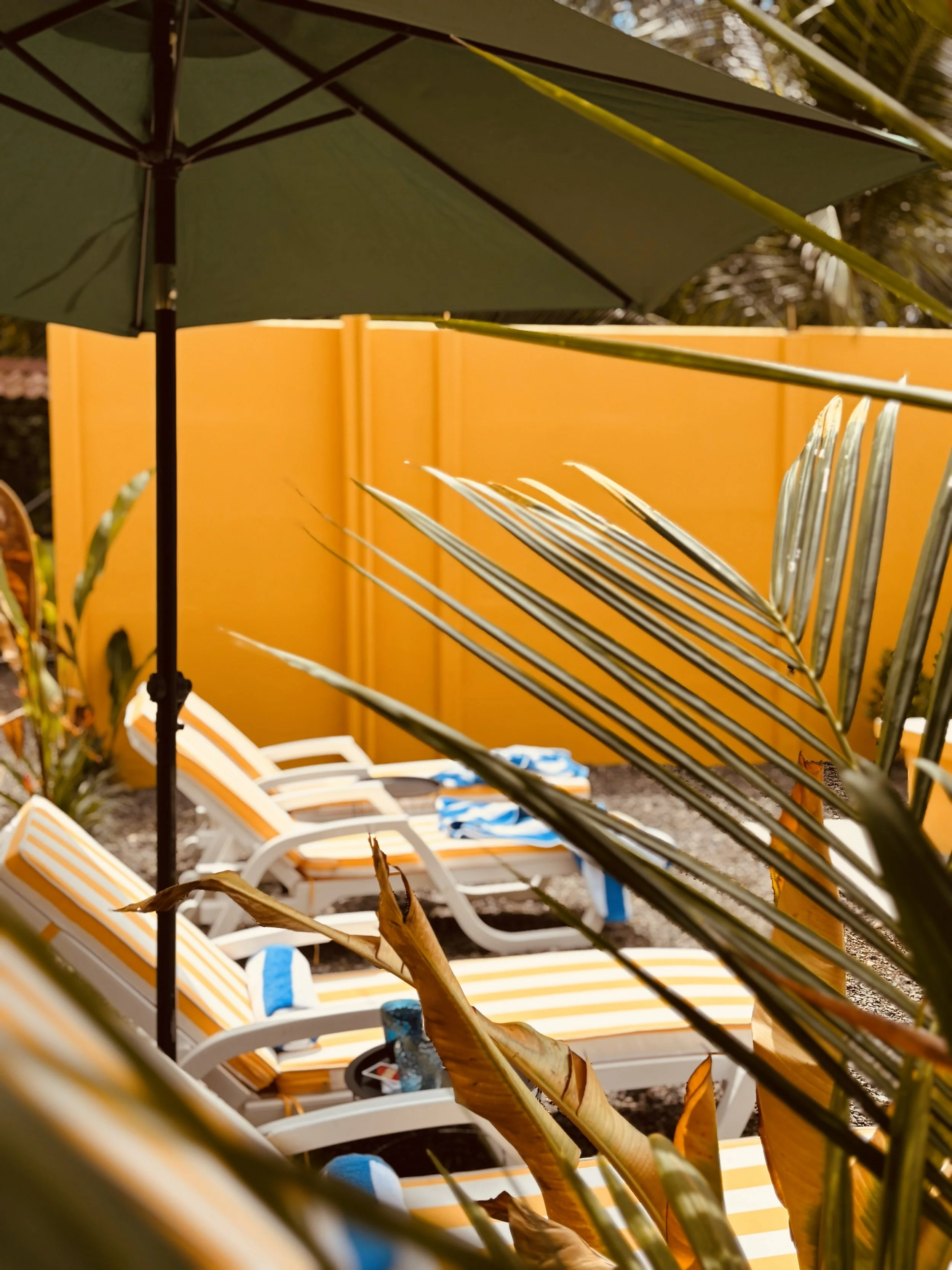 View through a large green sun umbrella showing yellow and white striped lounge chairs with blue towels in a backyard with a yellow fence and palm trees.