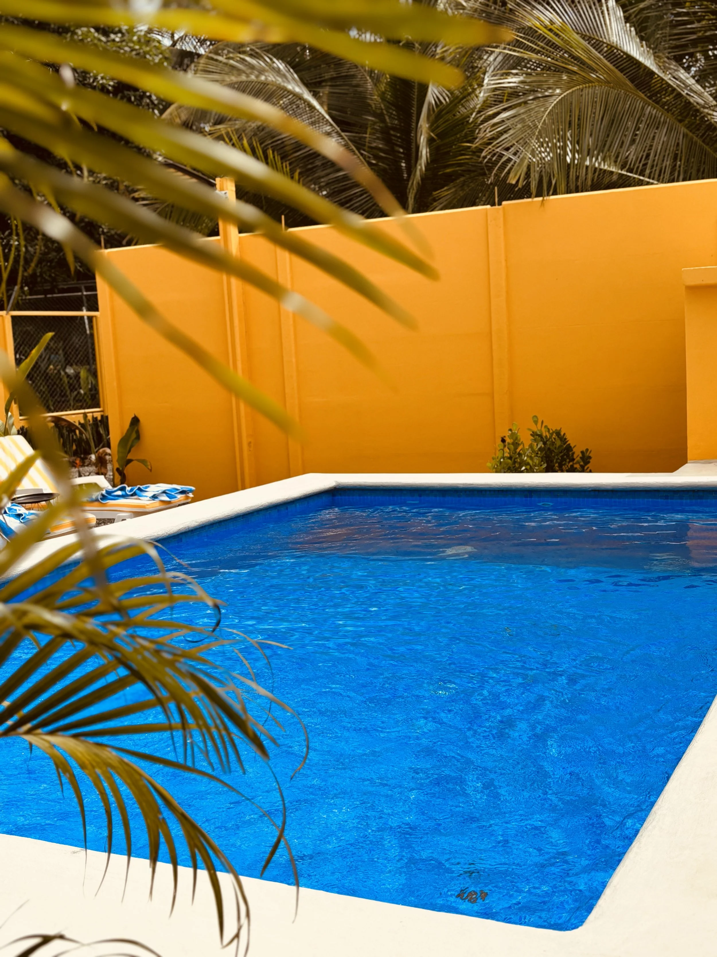 A swimming pool with blue water surrounded by a white border, with yellow privacy fences and palm trees in the background, and some yellow palm leaves partially covering the view.