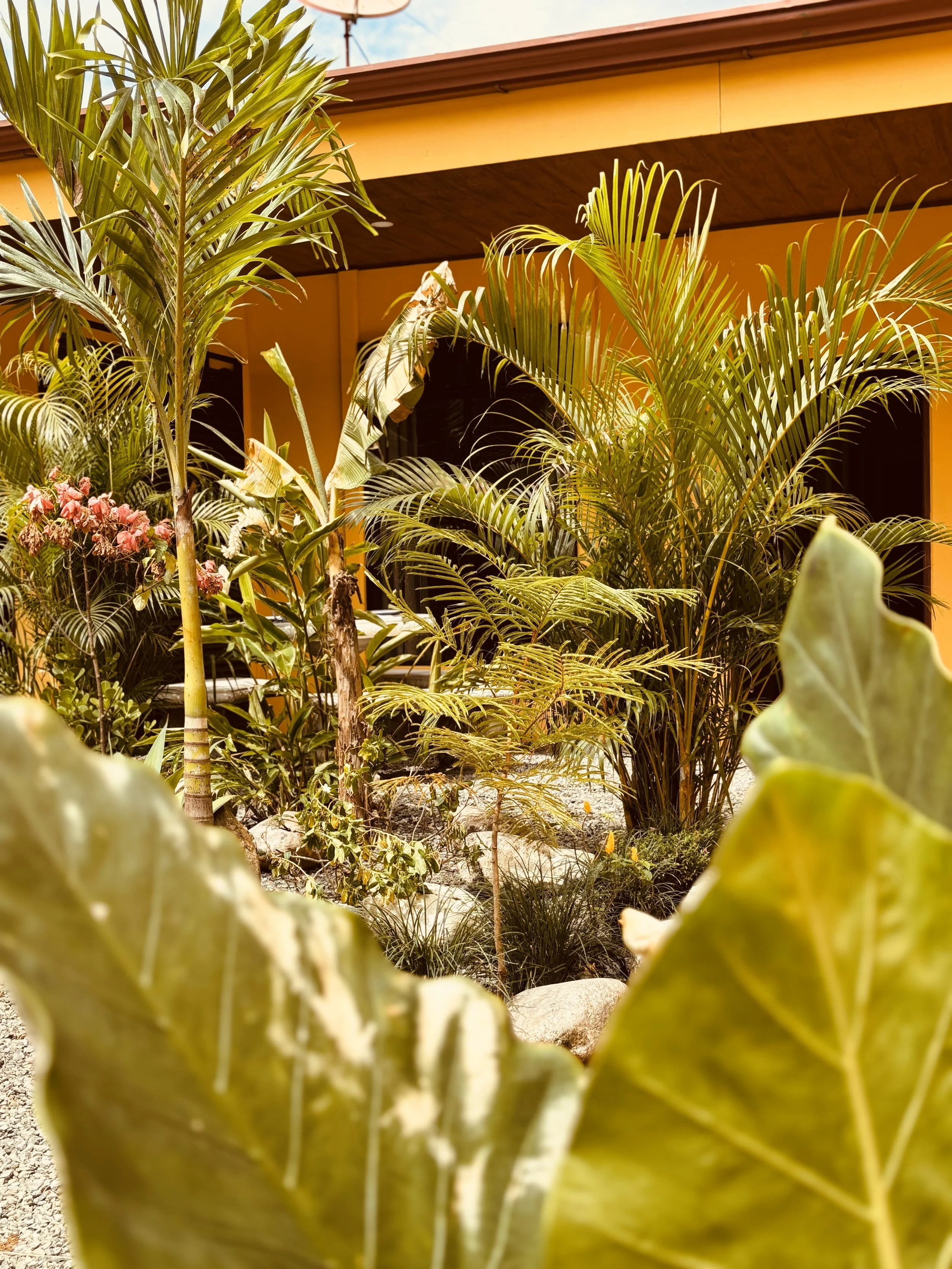 Close-up view of large green and yellow variegated leaves in a lush garden with a yellow building and blue sky in the background.