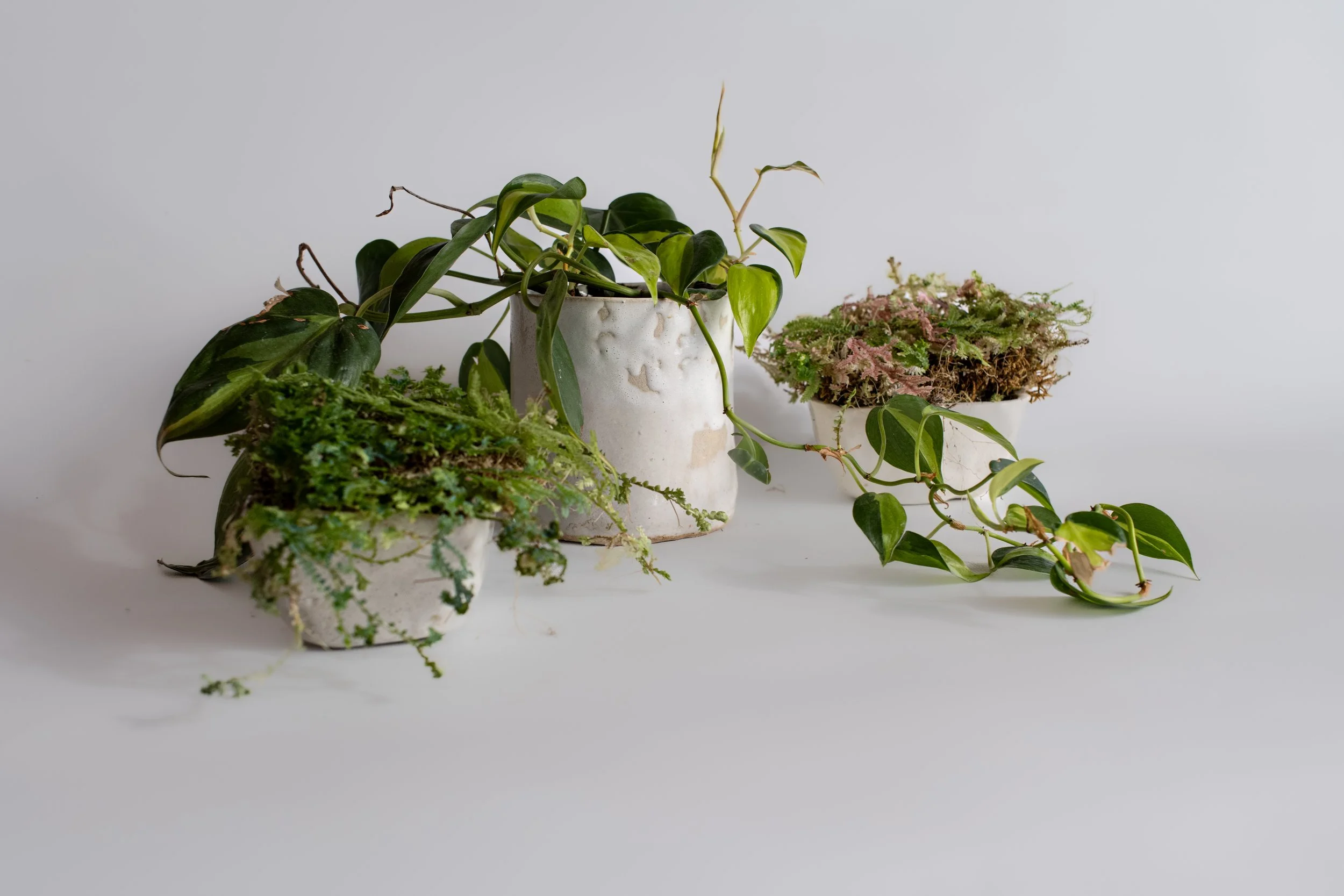 Leaning Toward Light