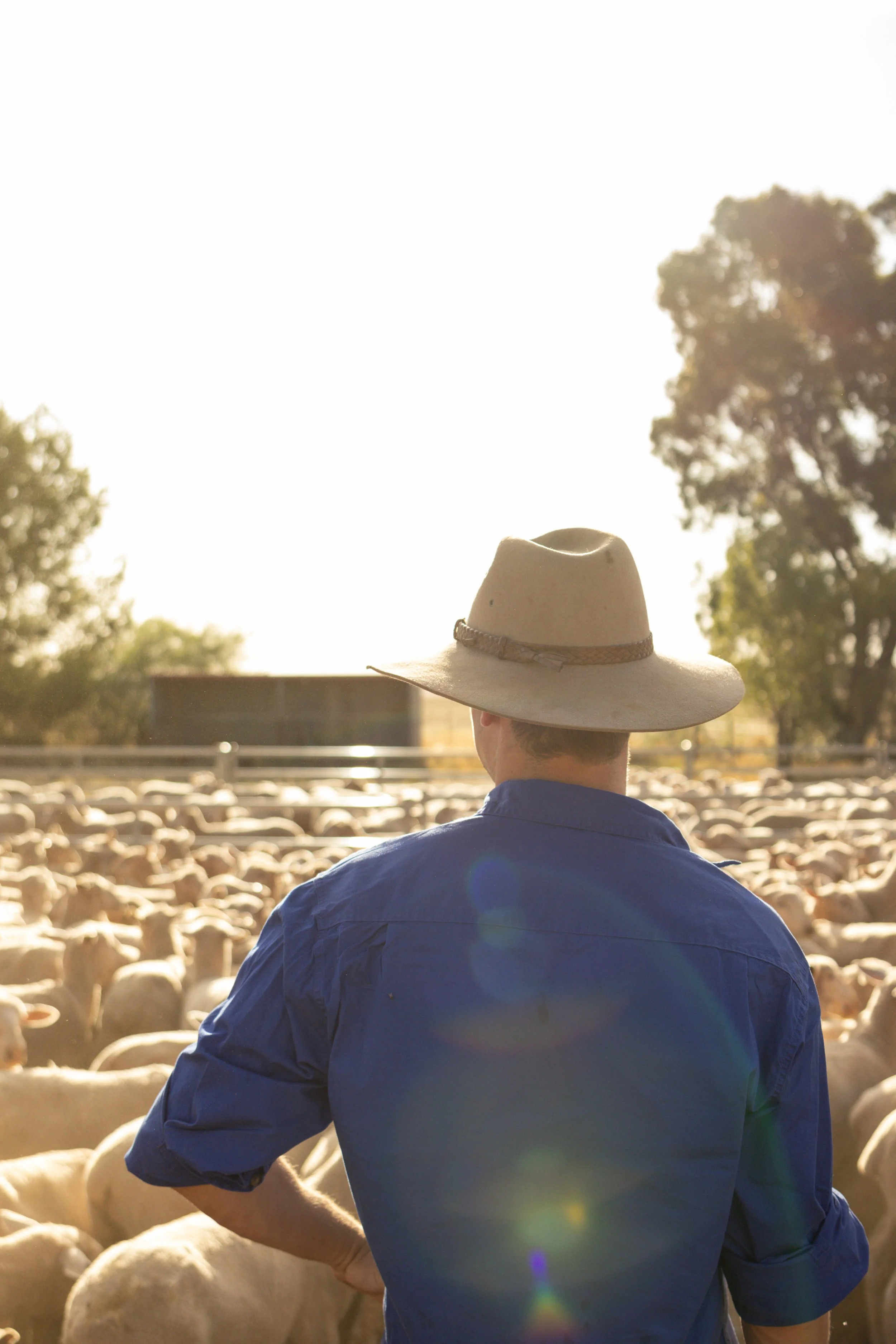 A man wearing a cowboy hat and blue shirt standing amidst a herd of sheep at a farm during sunset.
