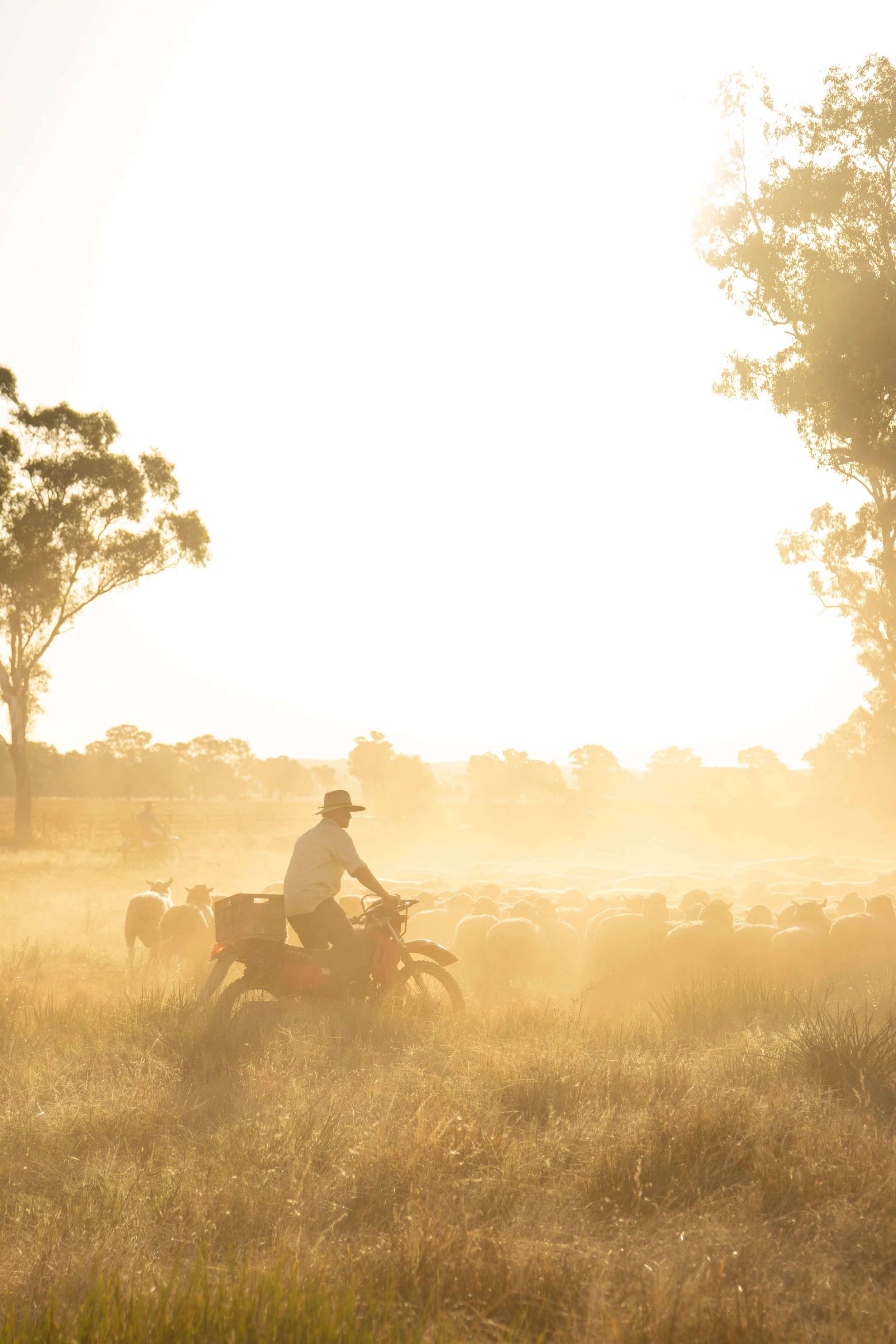 A person riding a motorcycle through a grassy paddoc at sunset, herding sheep, with trees in the background.