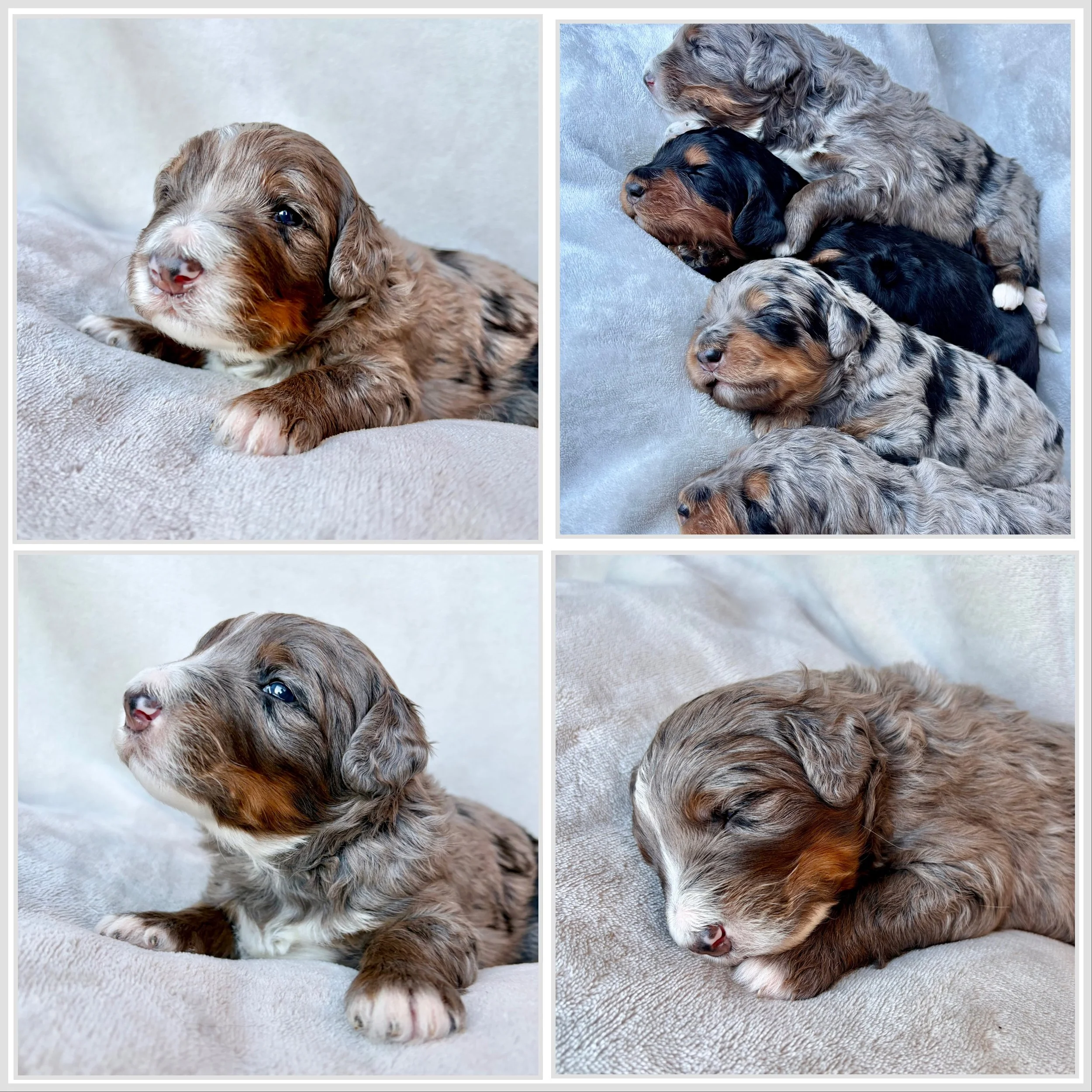 Bernedoodle- F1 Standard- Phantom Merle- MALE