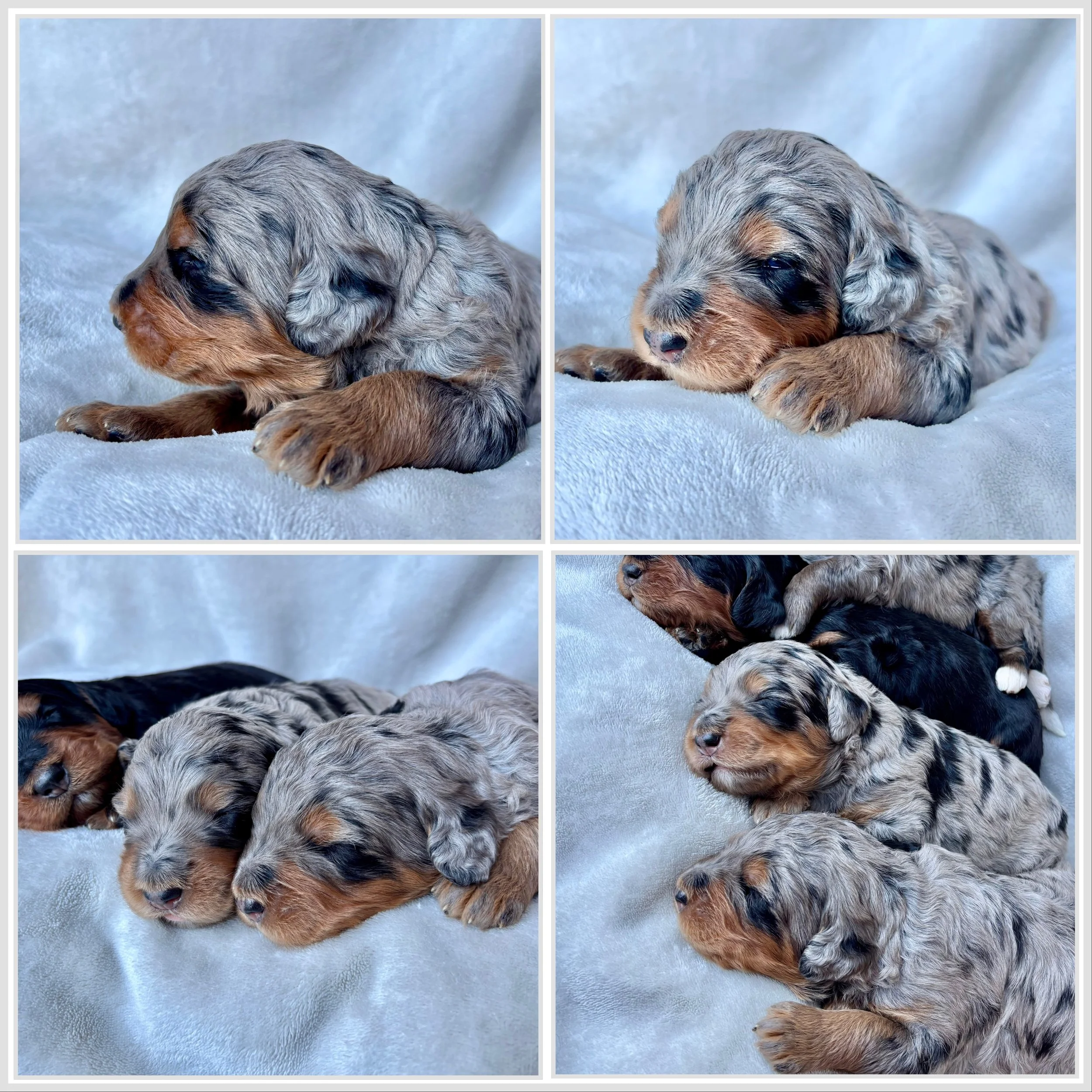 Bernadoodle- Standard Phantom Merle-Female